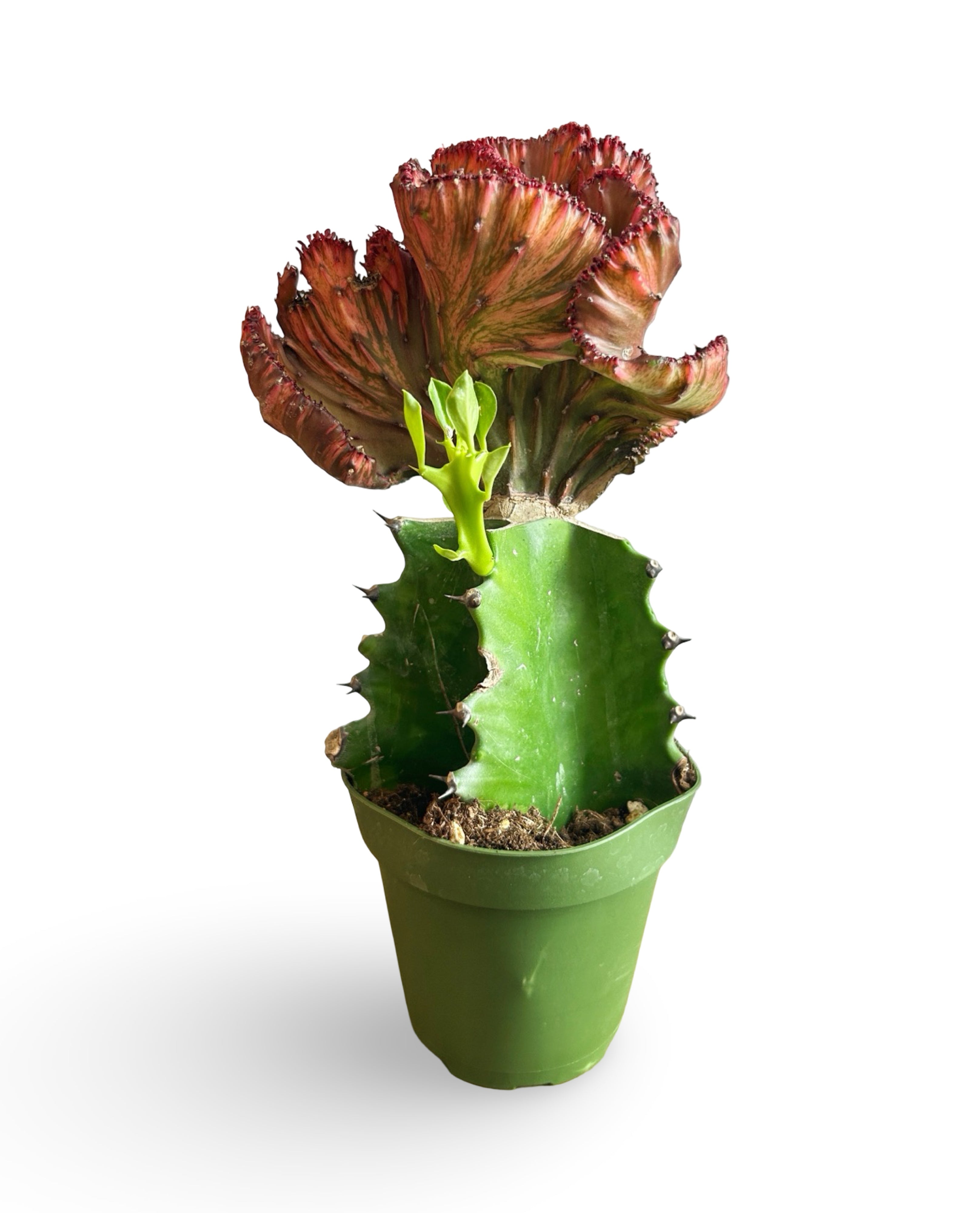 4" Euphorbia Lactea Crested 'Mermaid Tail' | Red MT104