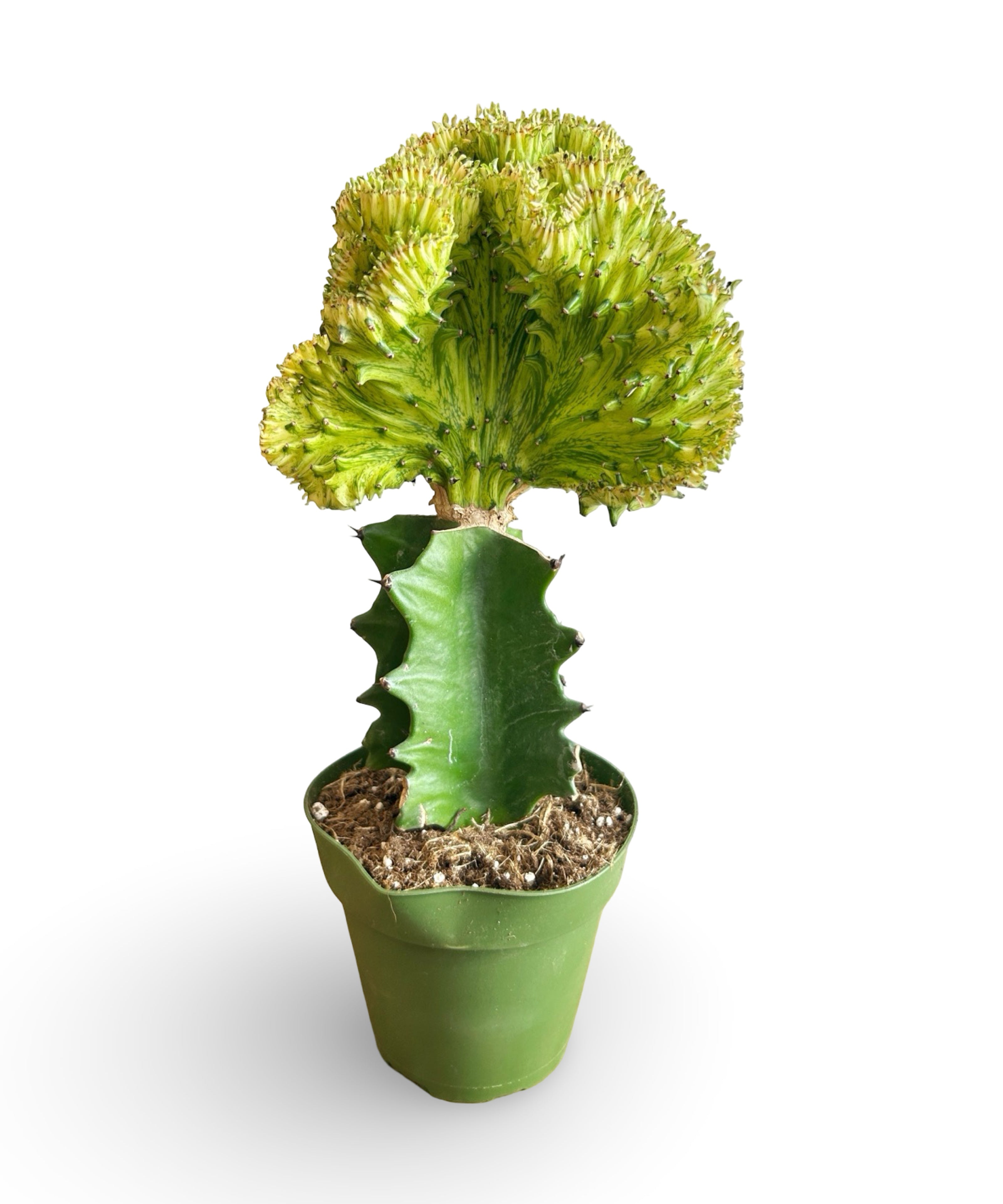 augplants_42.jpg