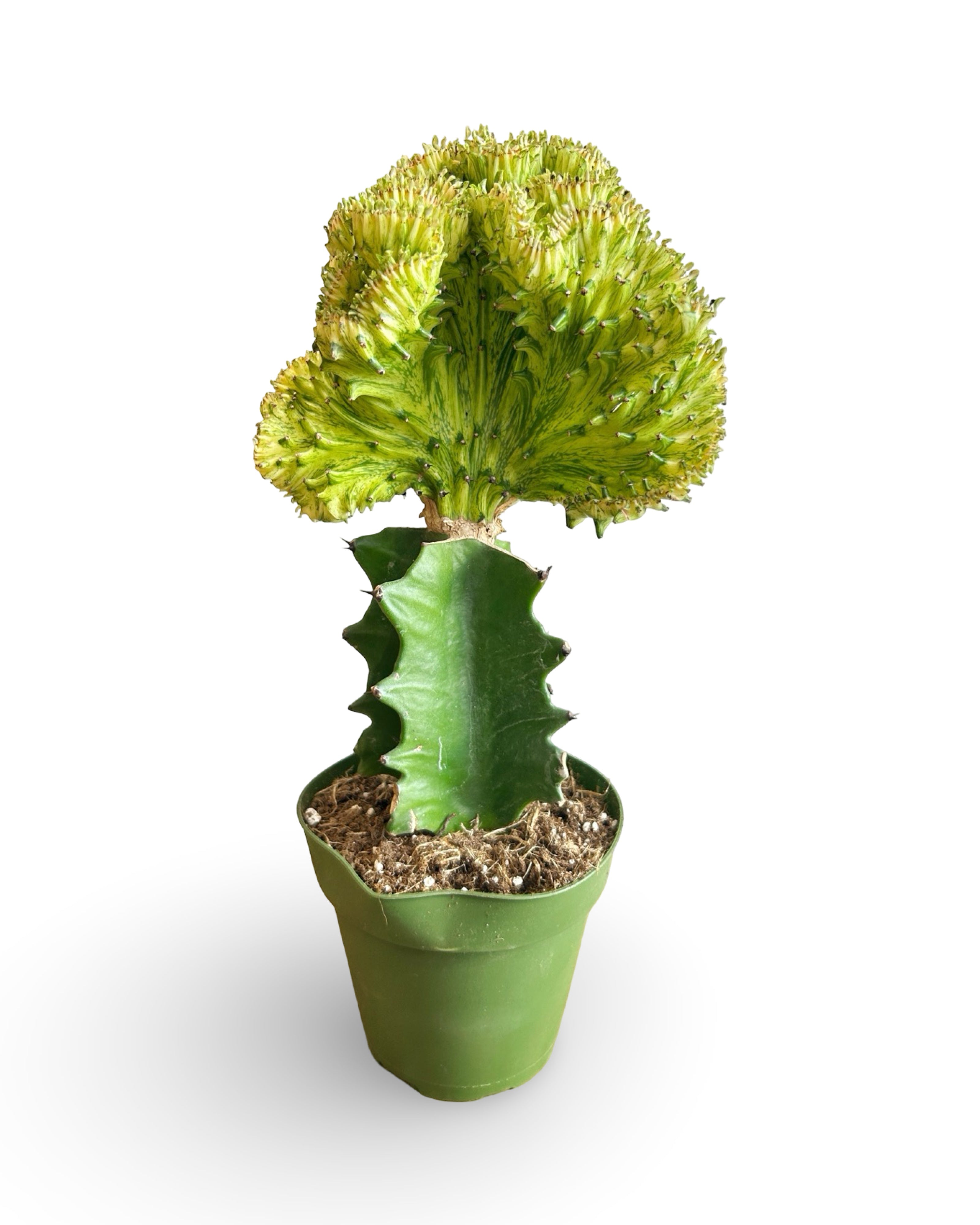 4" Euphorbia Lactea Crested 'Mermaid Tail' | Yellow MT114