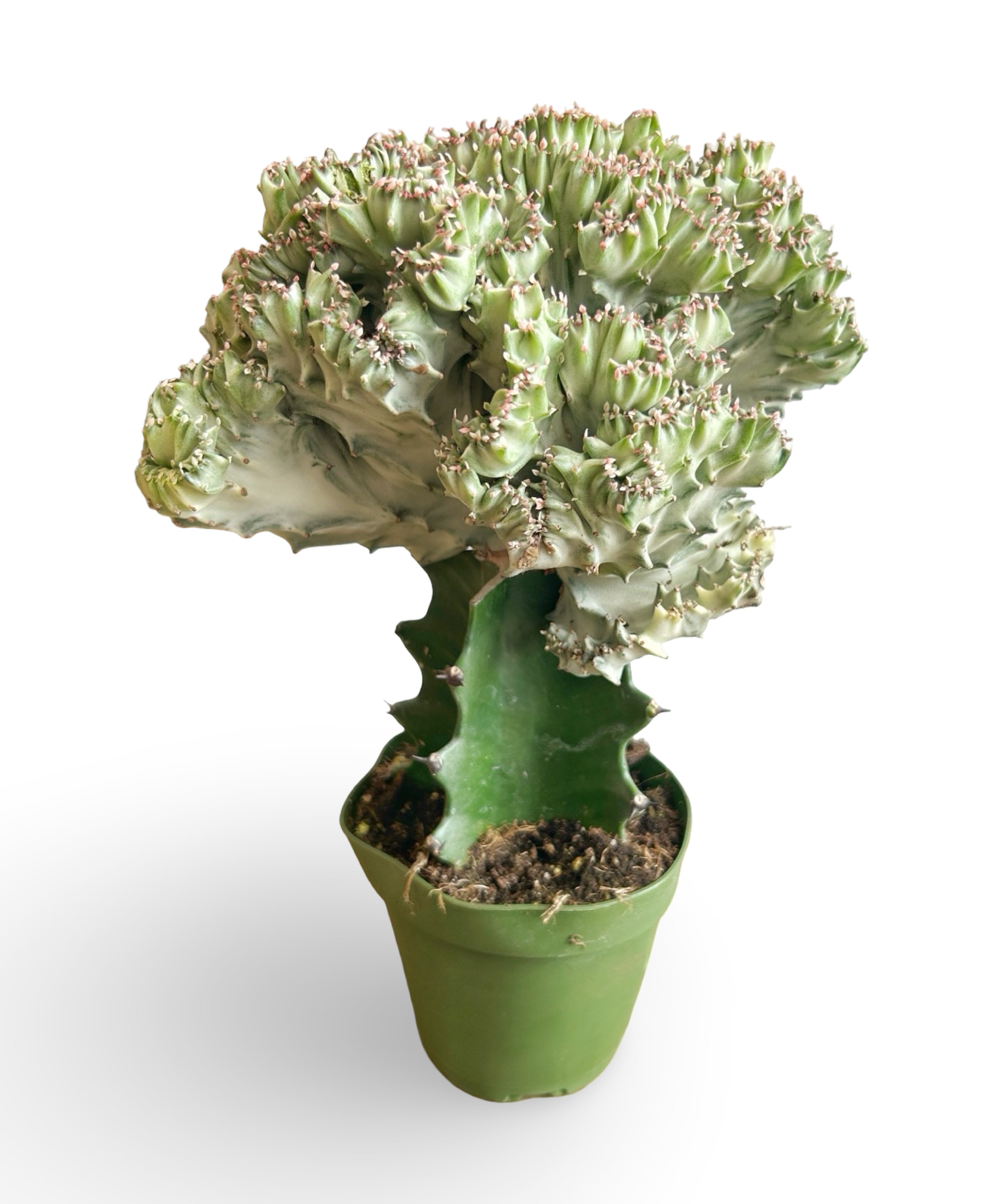 augplants_43.jpg