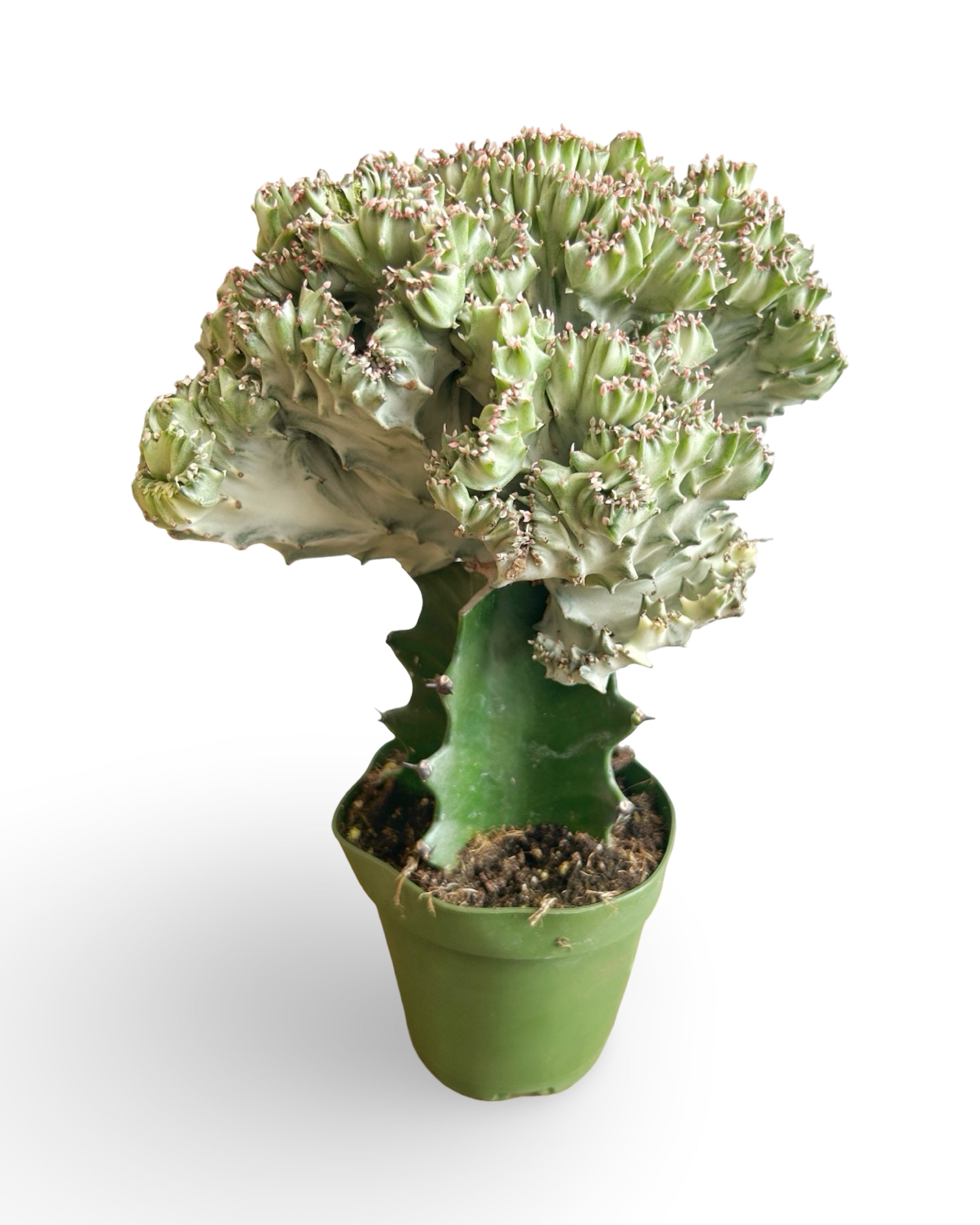 4" Euphorbia Lactea Crested 'Mermaid Tail' | White MT109