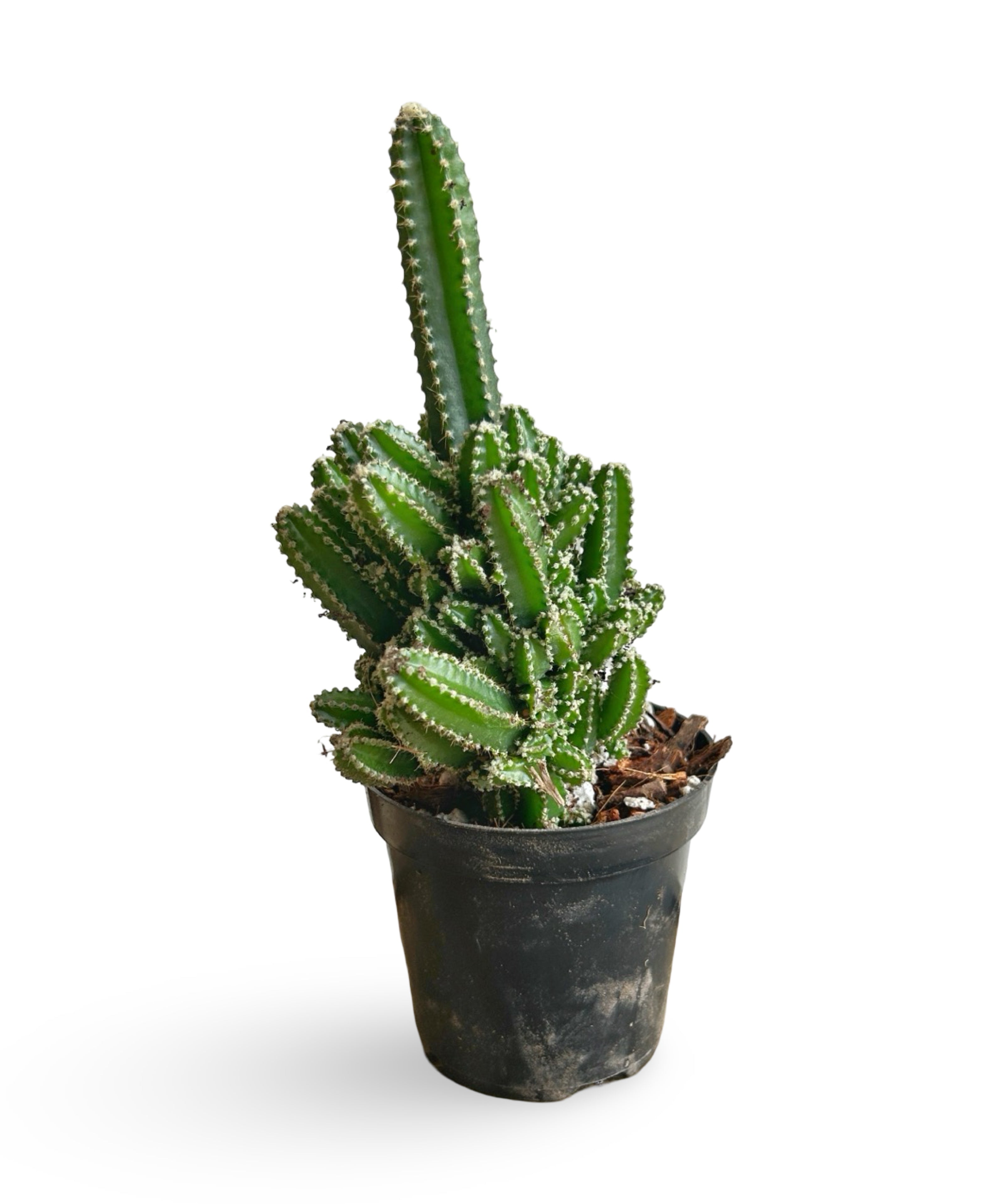 augplants_44.jpg