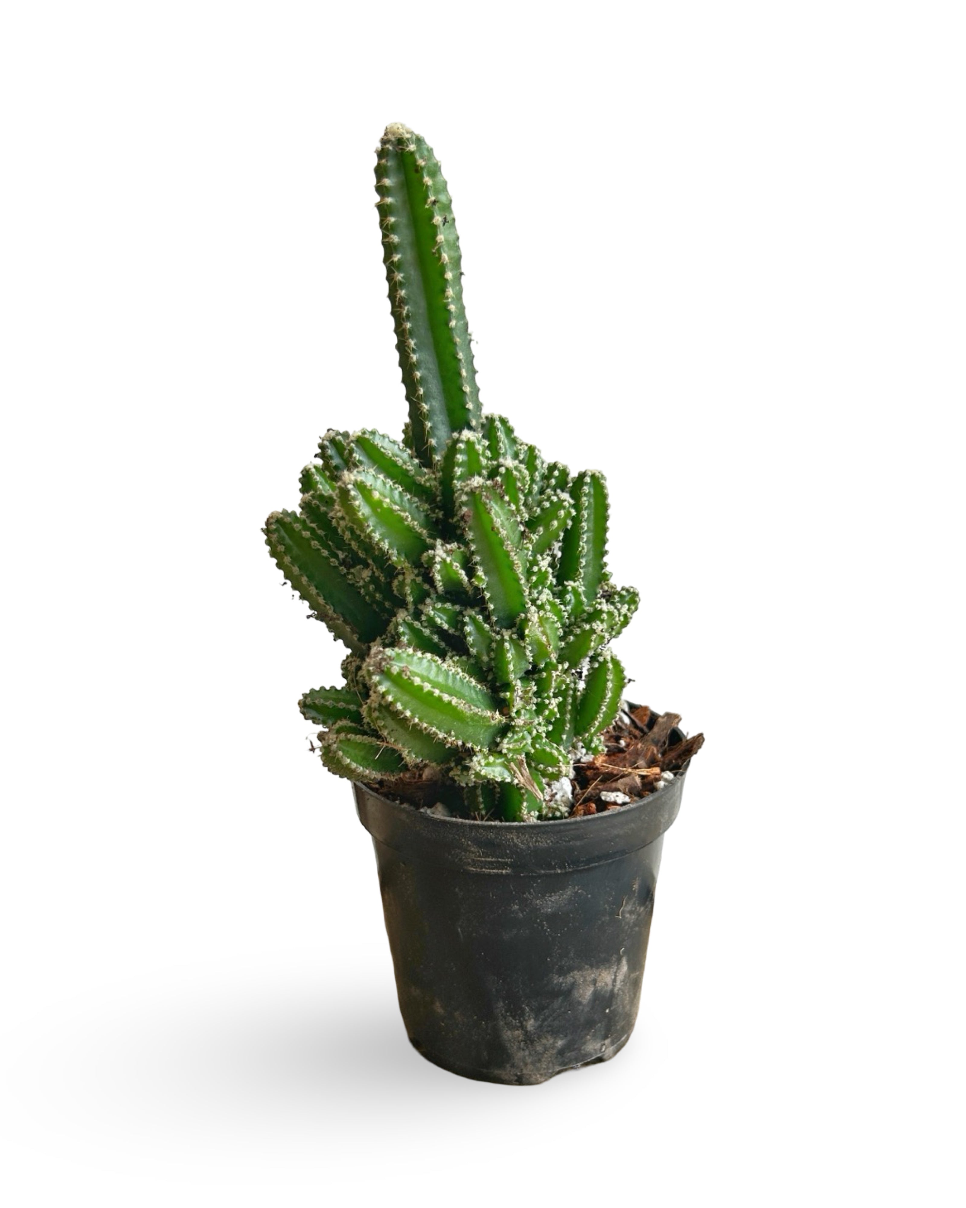 4" Acanthocereus tetragonus 'Fairy Tale Cactus' | FT104