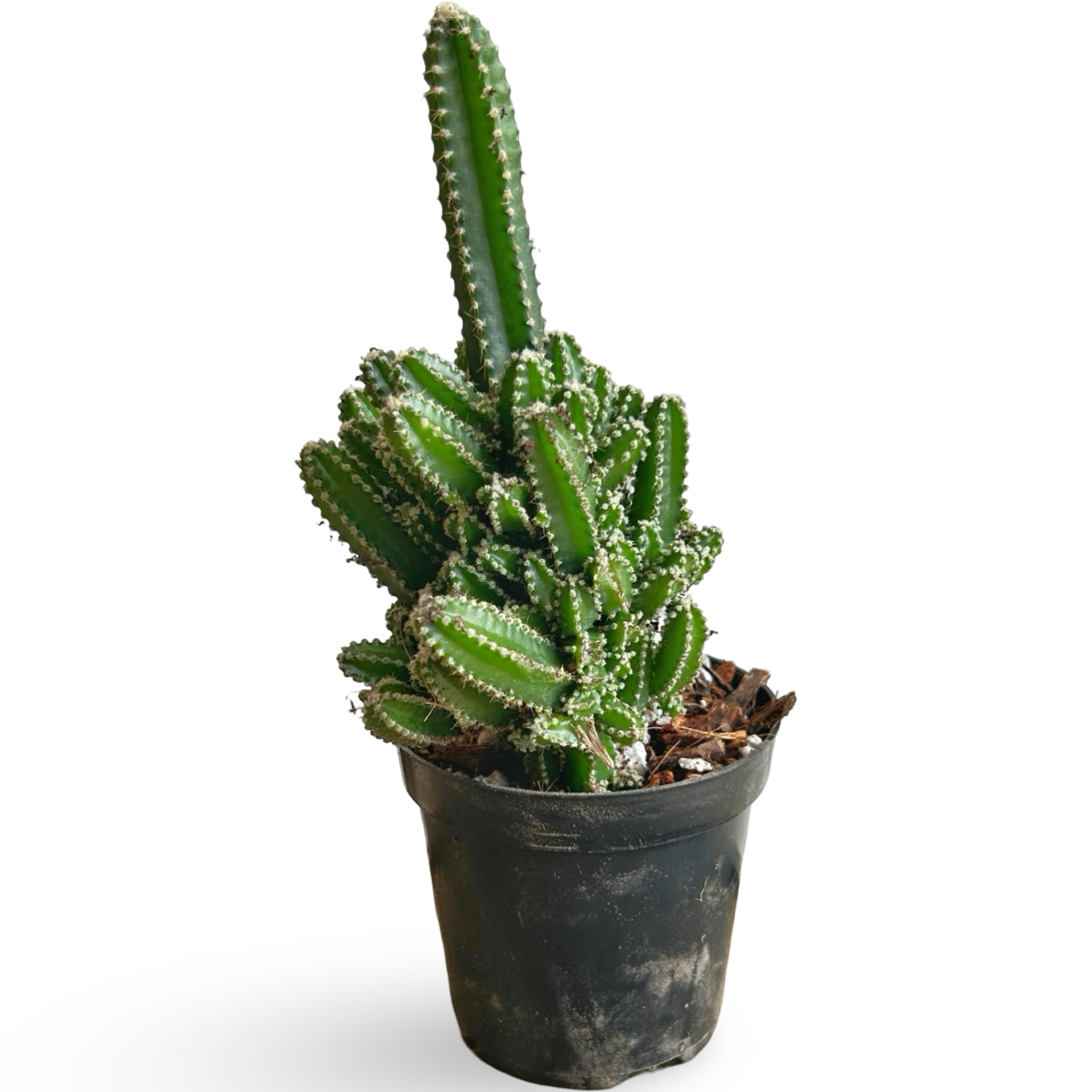 augplants_44_0f616d43-2930-4dba-9c95-c3b478fc68e7.jpg