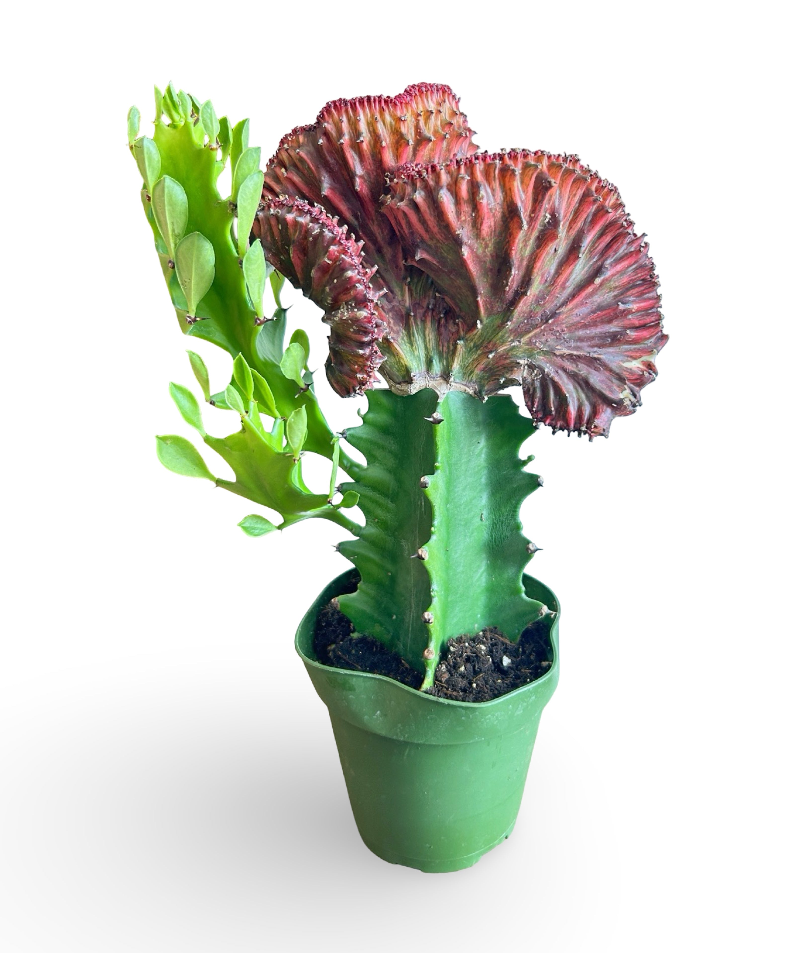 augplants_5.jpg
