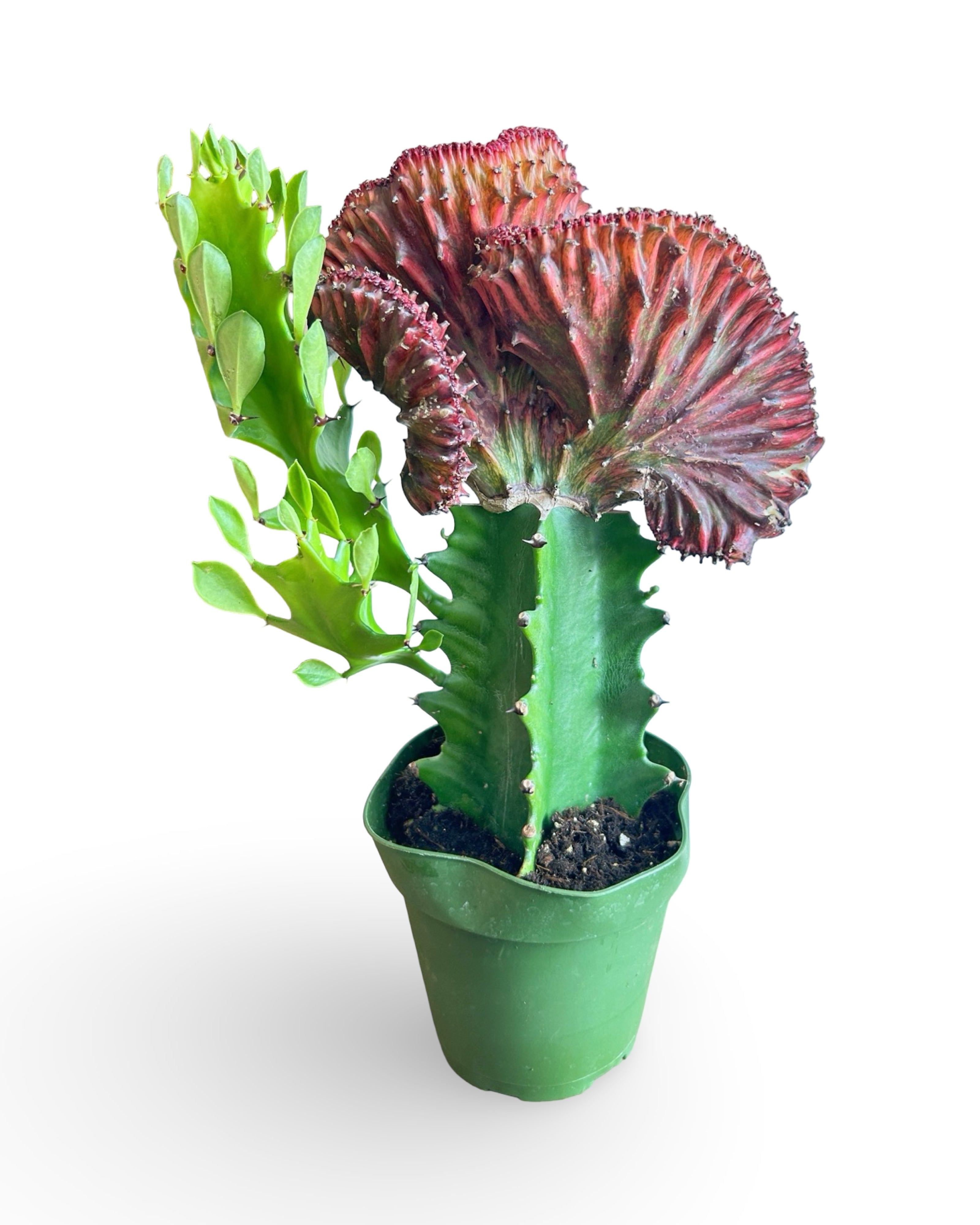 4" Euphorbia Lactea Crested 'Mermaid Tail' | Red MT105