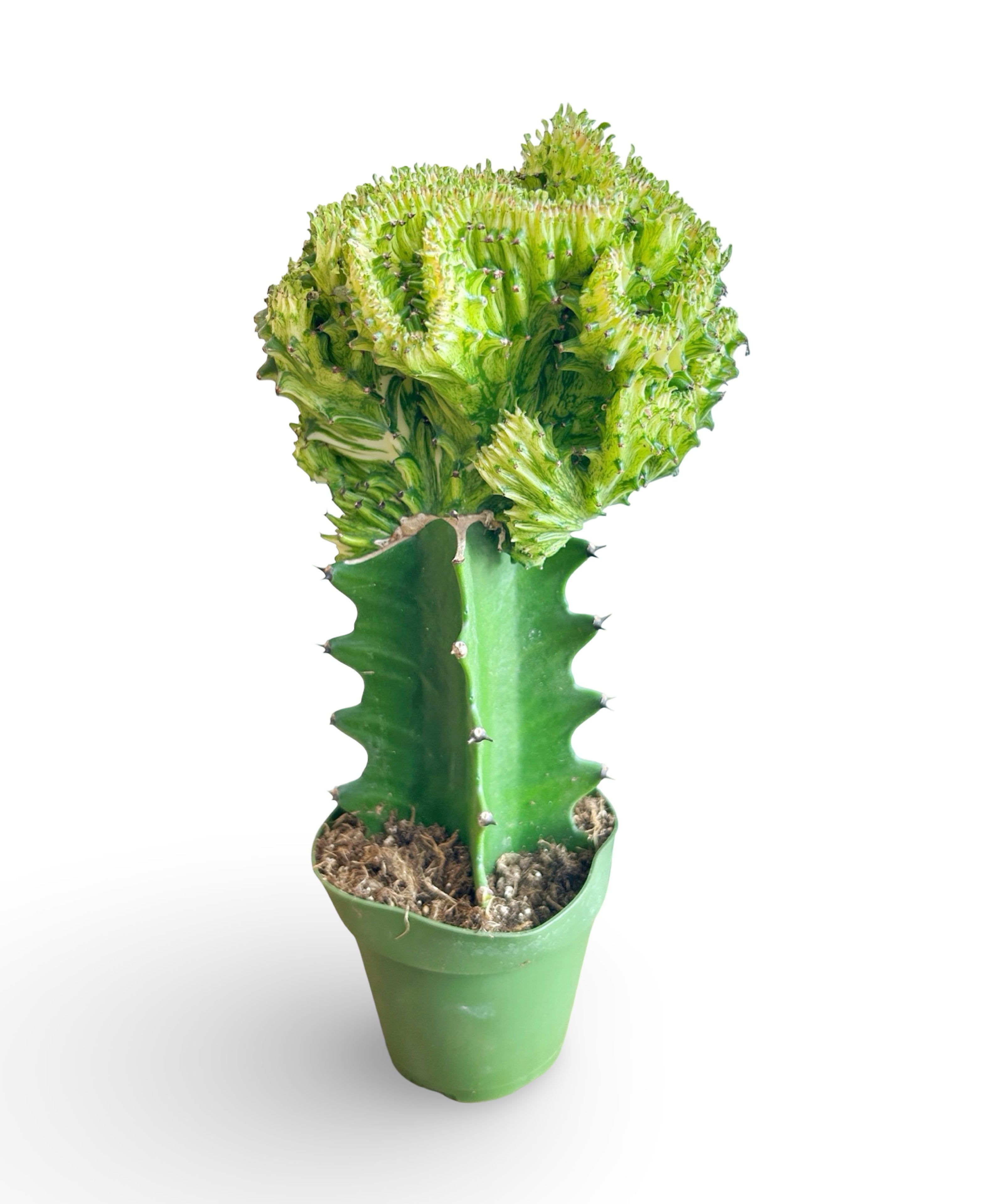 augplants_52_523500c1-aaa0-4368-a86d-c8cab34aea30.jpg
