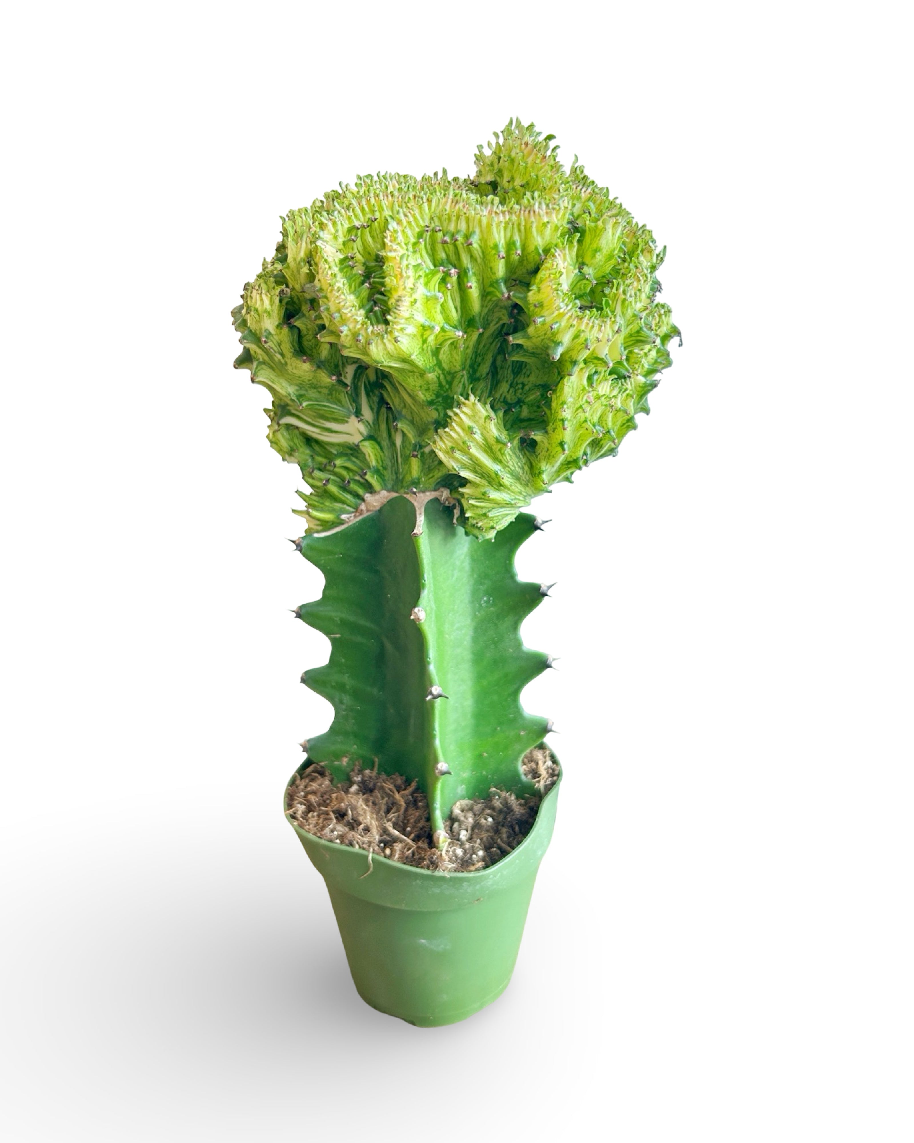 4" Euphorbia Lactea Crested 'Mermaid Tail' | Yellow MT115