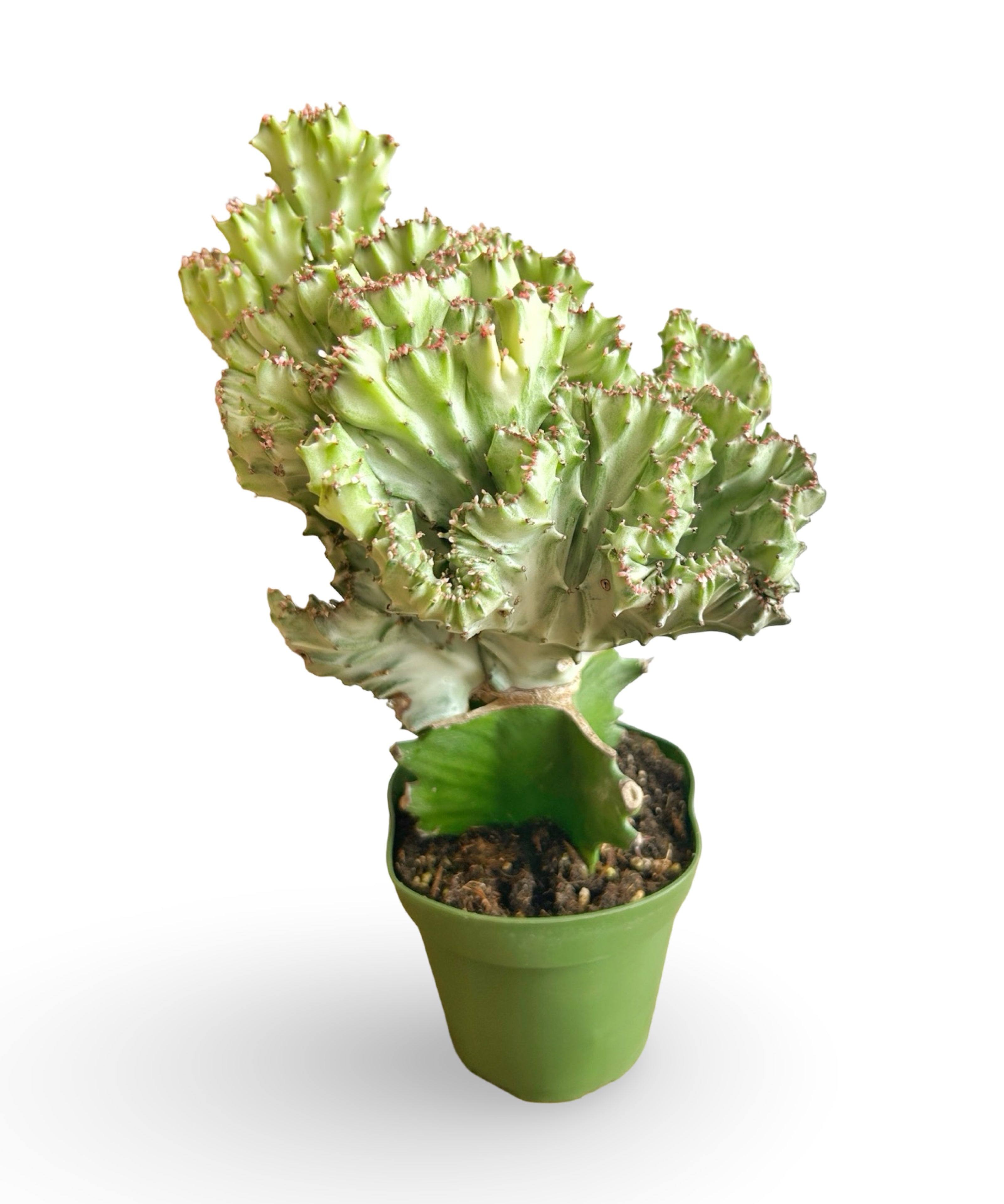 augplants_53.jpg