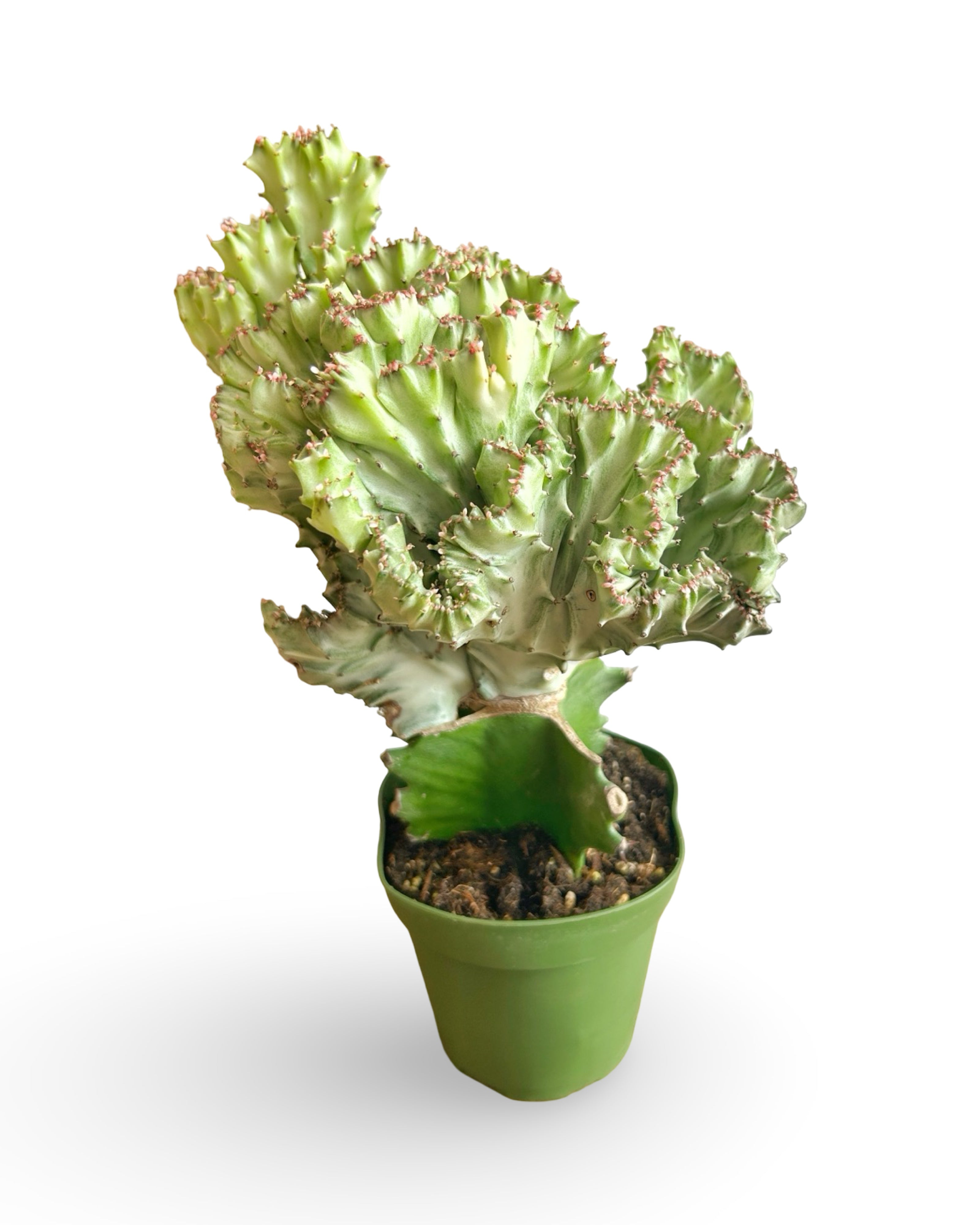 4" Euphorbia Lactea Crested 'Mermaid Tail' | White MT110