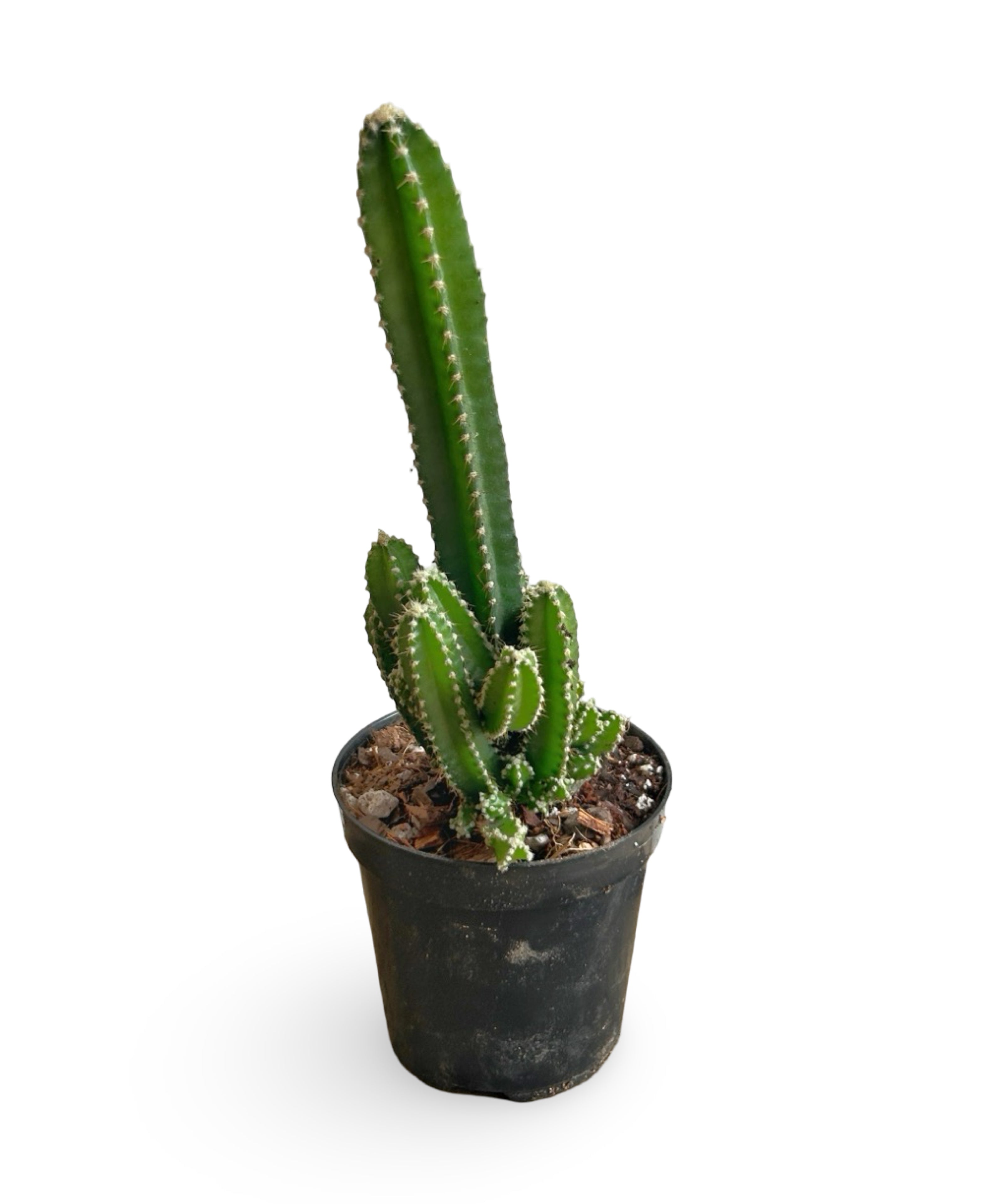 augplants_54.jpg