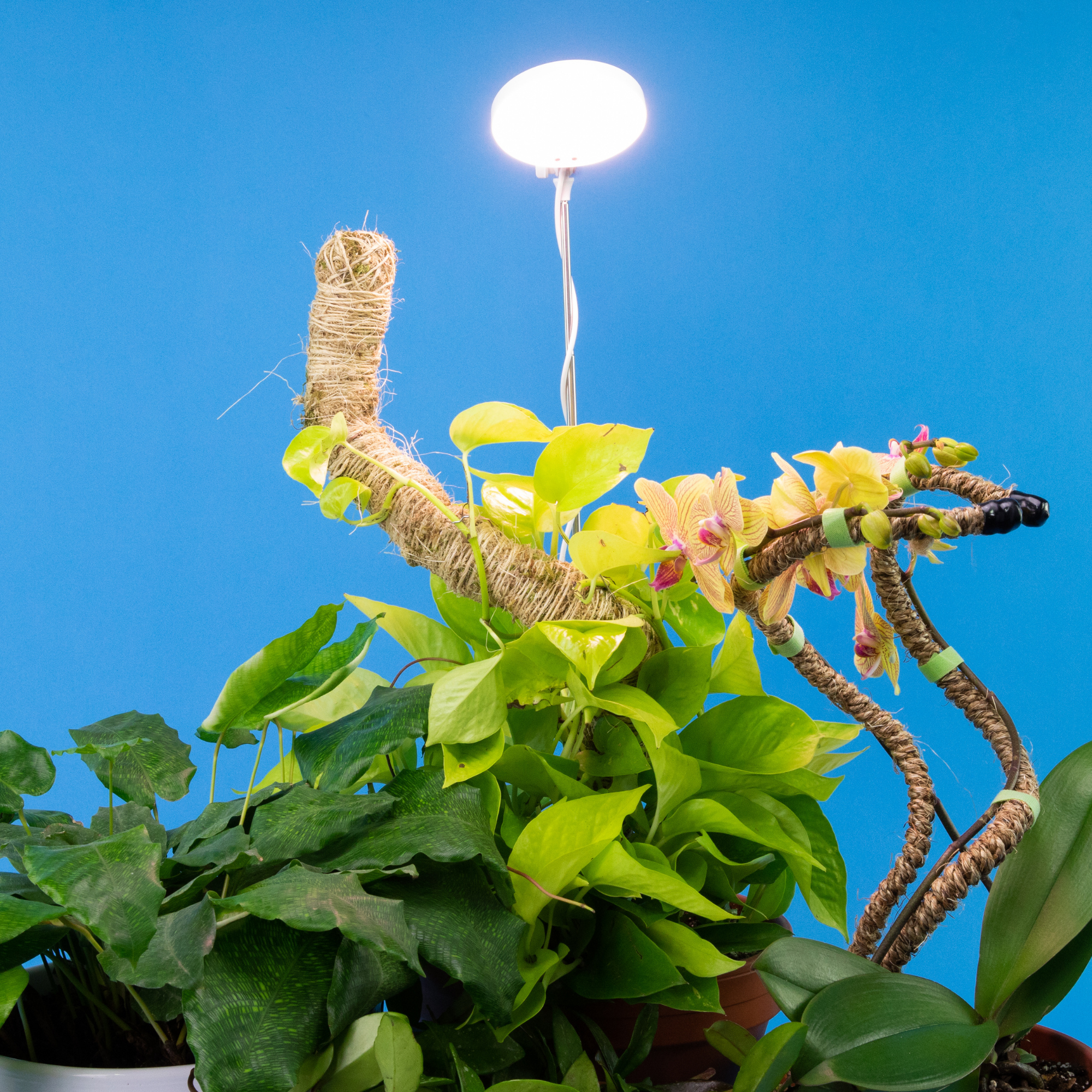 Adjustable LED Plant Light by Mossify