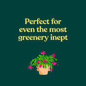 The Green Dumb Guide to Houseplants – Easy, Hard-to-Kill Plants for Beginners