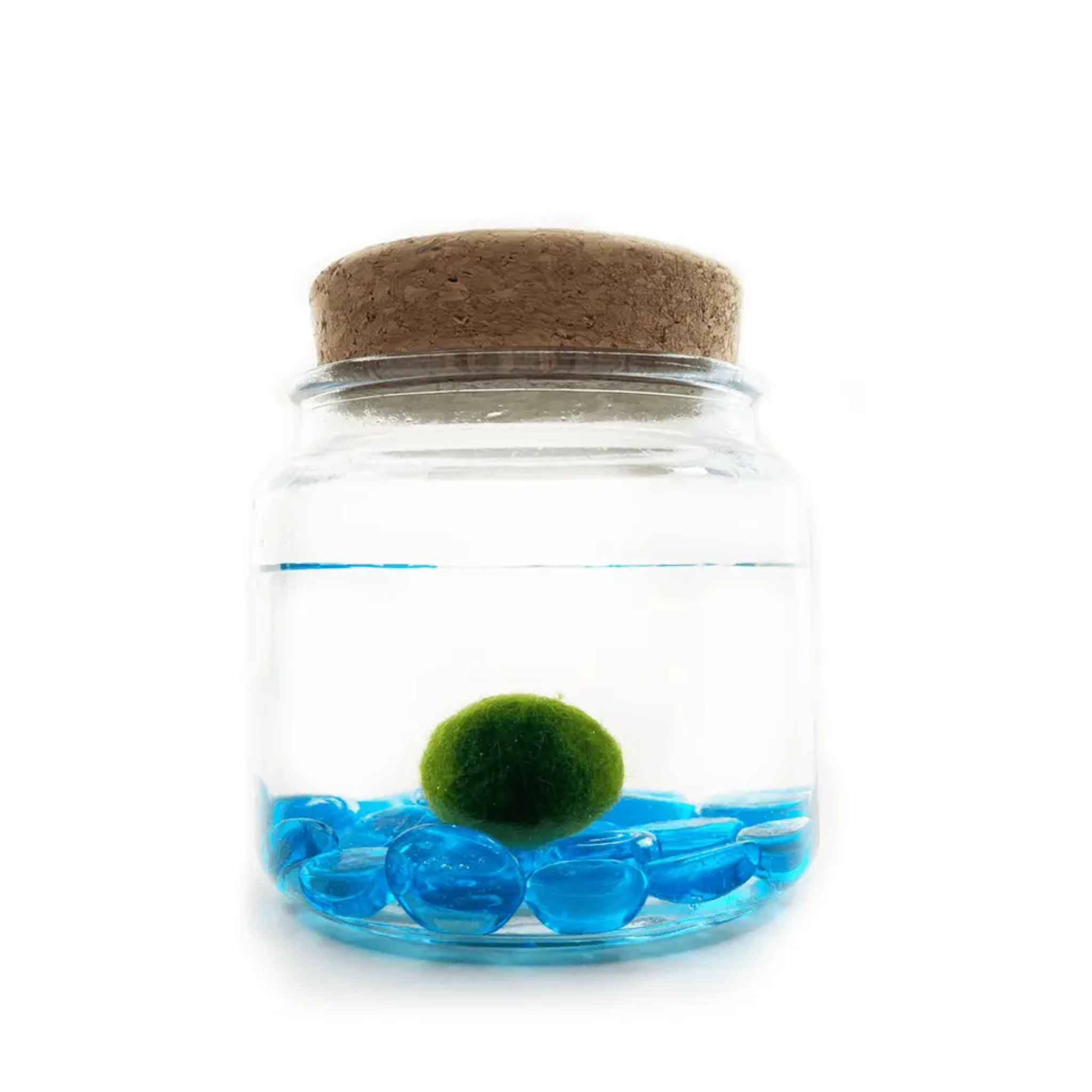 blue-glass-moss-amigo.png