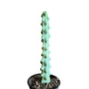 *PRE-ORDER* Myrtillocactus Geometrizans 'Boobie Cactus'