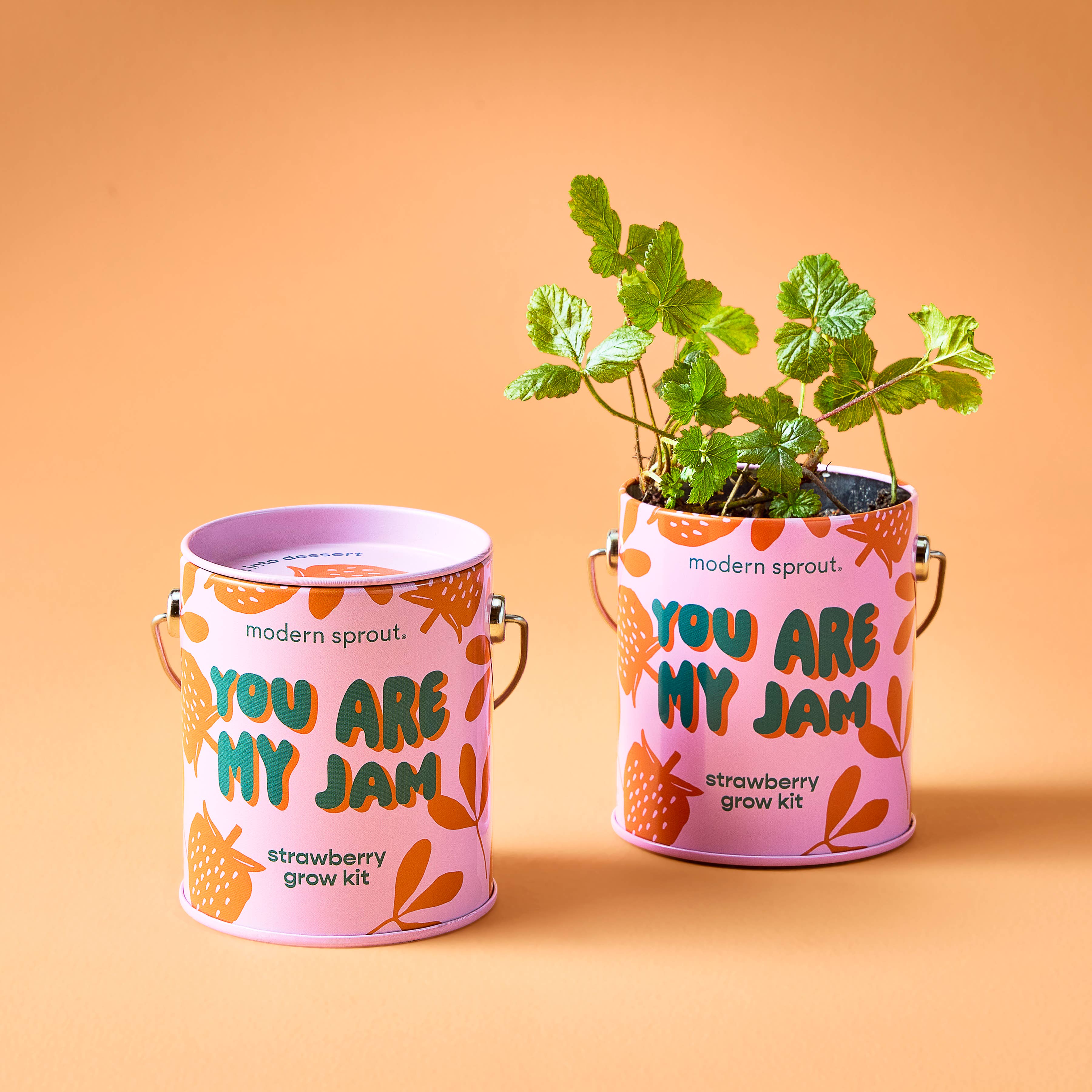 Strawberry Grow Kit 'You are My Jam'