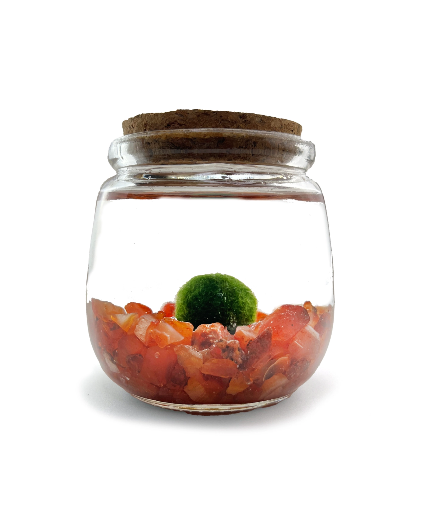 chico-carnelian_29f98218-32d9-42e0-9b3e-b3e4ef0db654.png