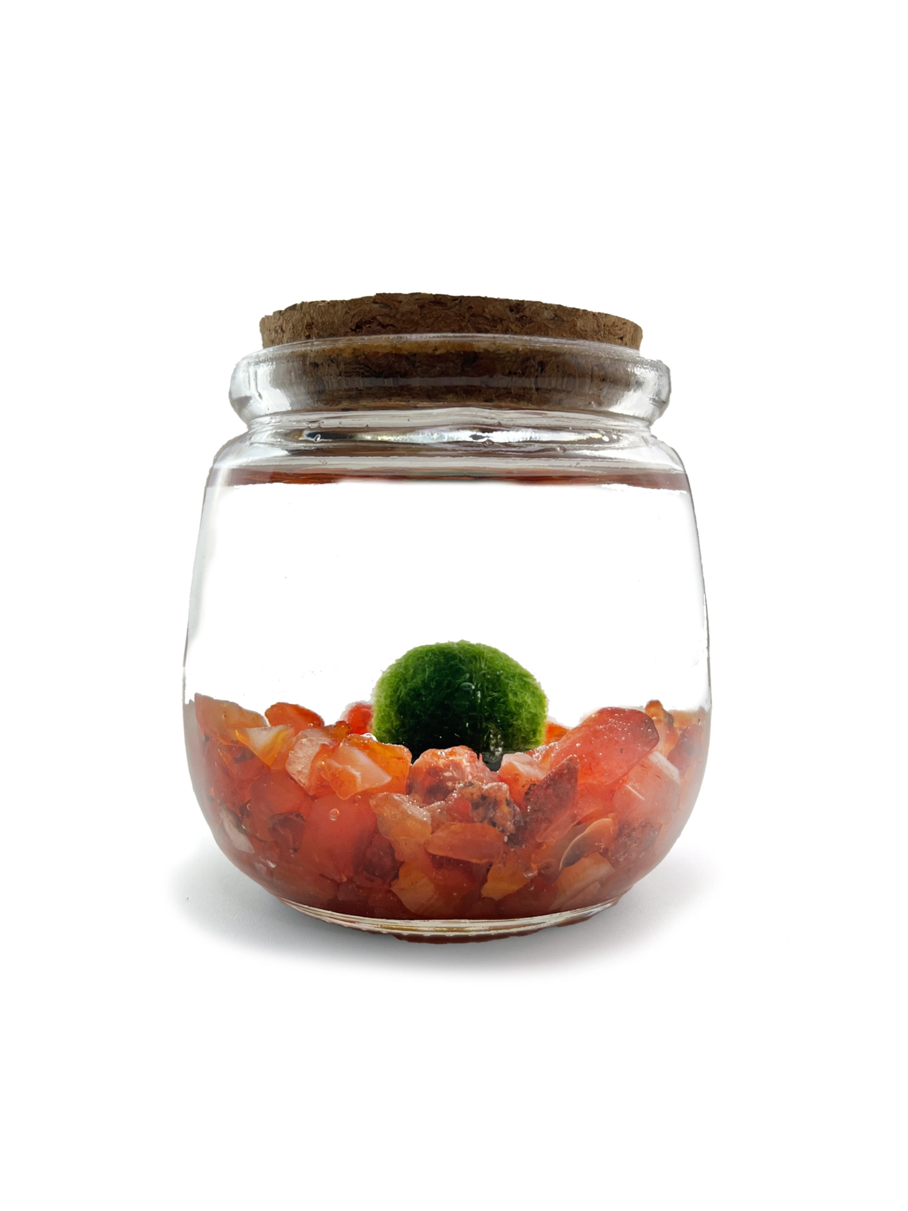 Moss Amigo Pet Plant - Chico Size with Carnelian