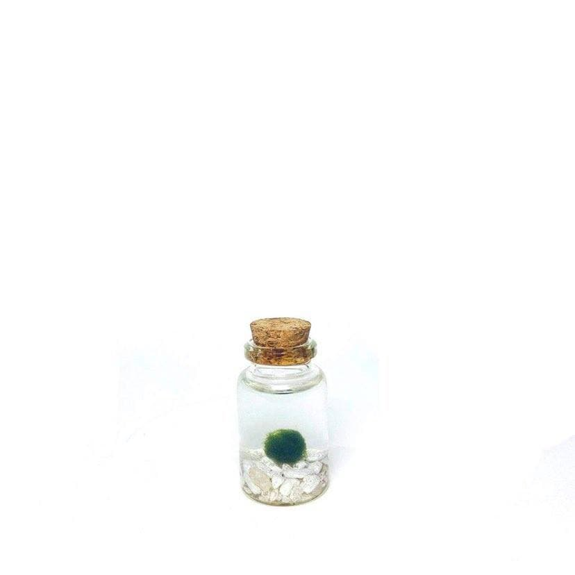 Moss Amigo Pet Plant - Nino Size with Classic White Stones