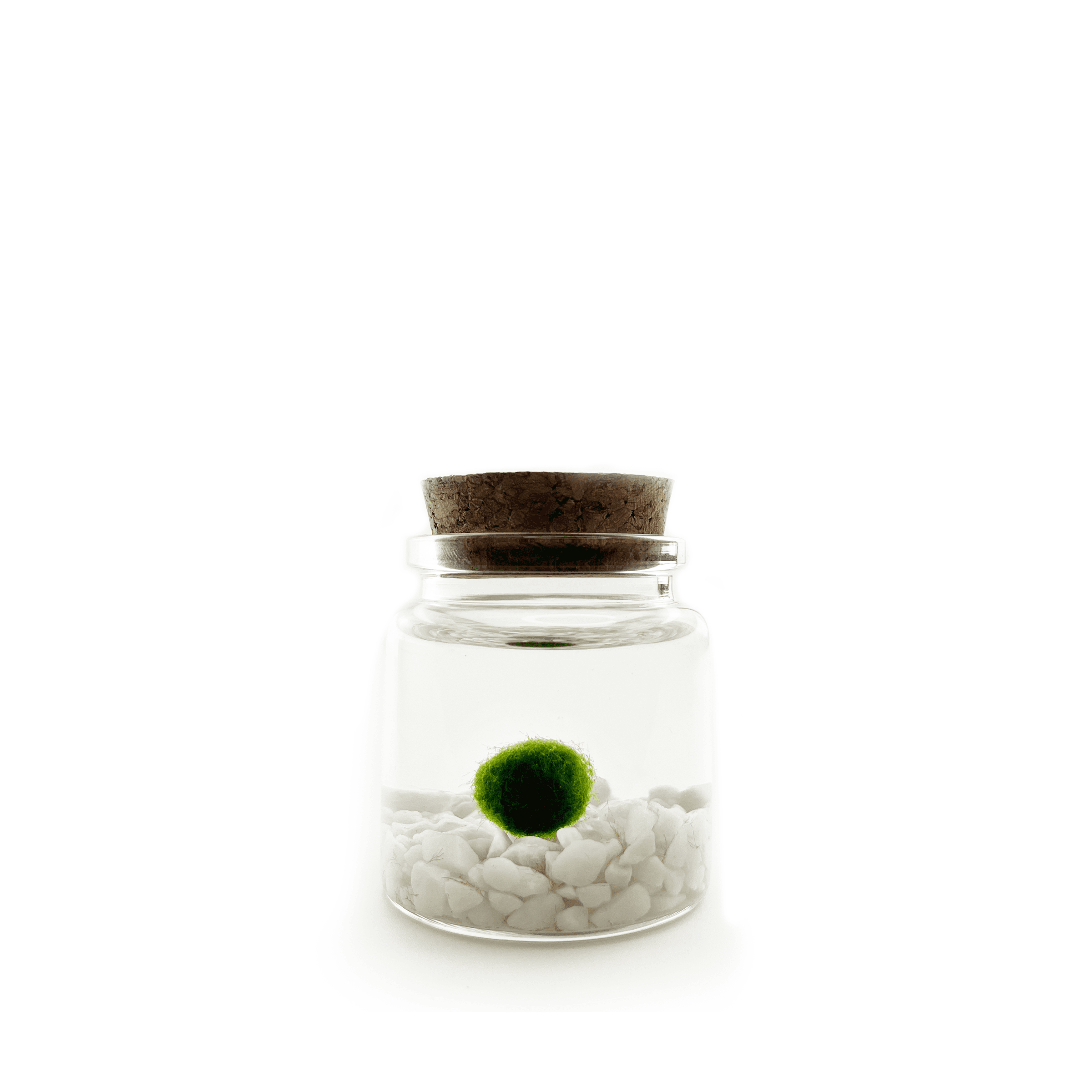 Moss Amigo Pet Plant - Rico Size with Classic Stones