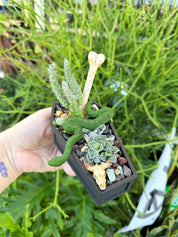Pre-Book Your Mini Coffin Garden – October 18