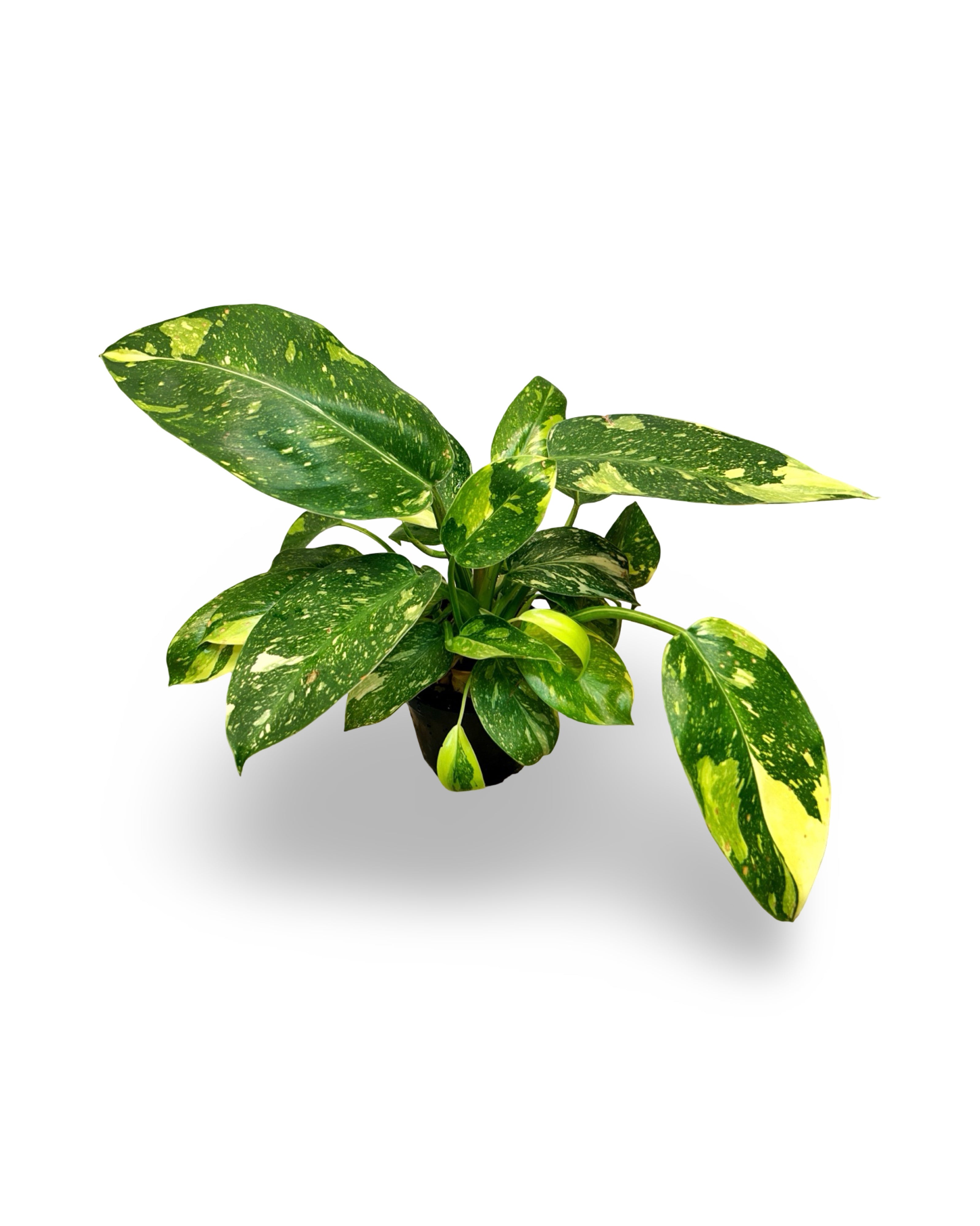 4" Philodendron Green Congo Variegated 'Copper Flame'