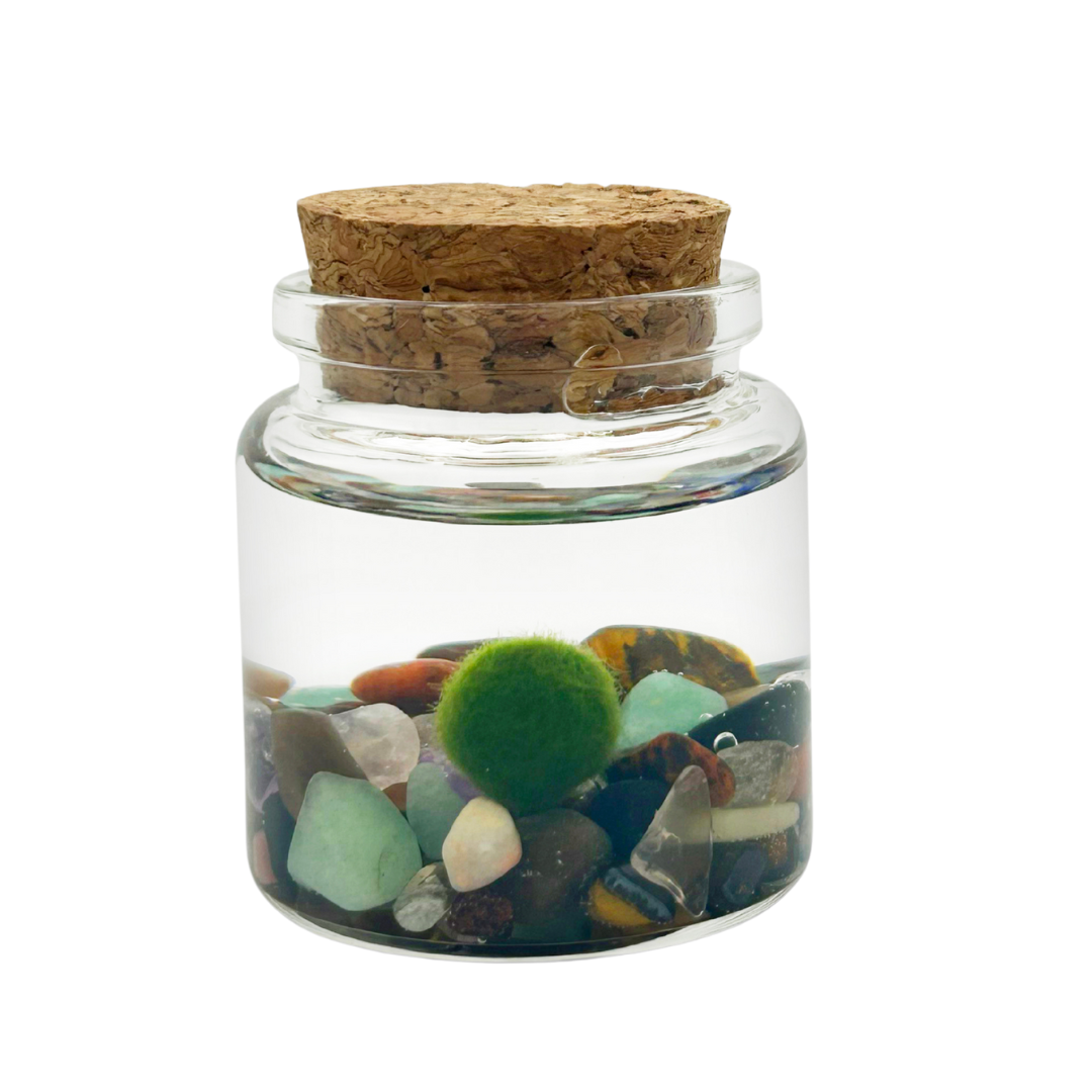 Moss Amigo Pet Plant - Rico Size with Rainbow Stones