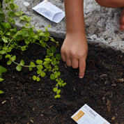 Curious Critter Garden Activity Kit: Ladybug