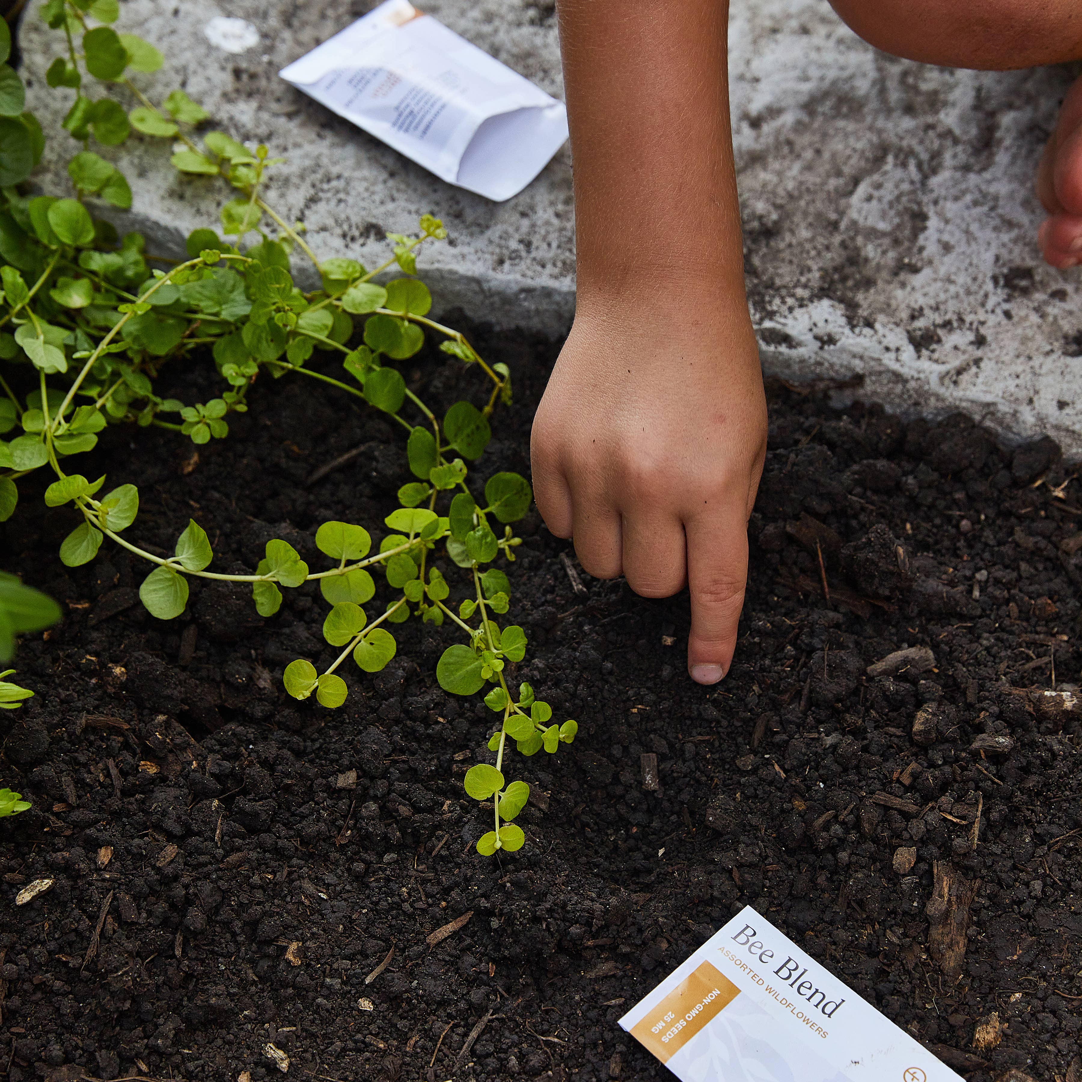 Curious Critter Garden Activity Kit: Ladybug