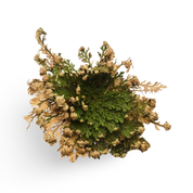 Rose of Jericho 'Resurrection Plant'