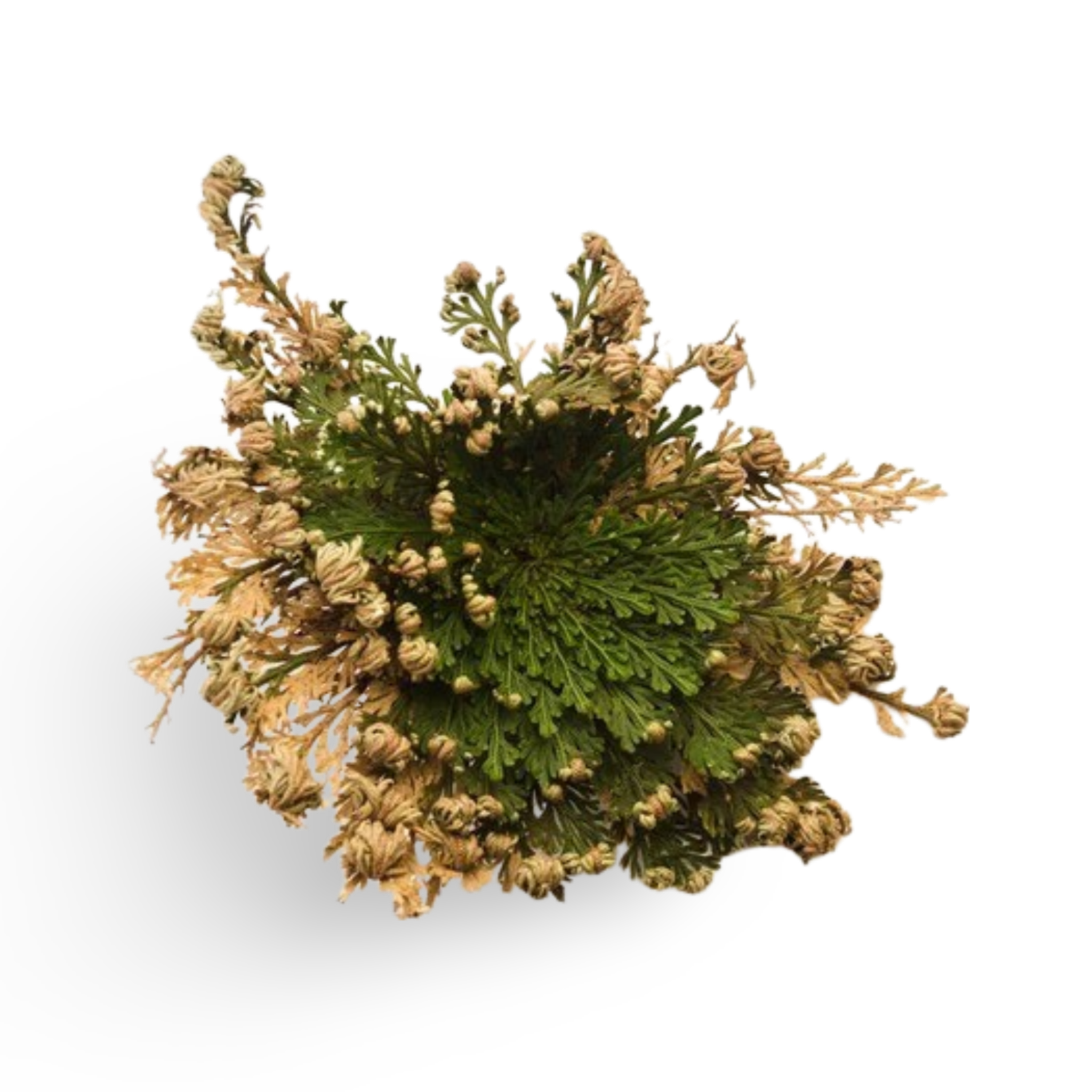 Rose of Jericho 'Resurrection Plant'