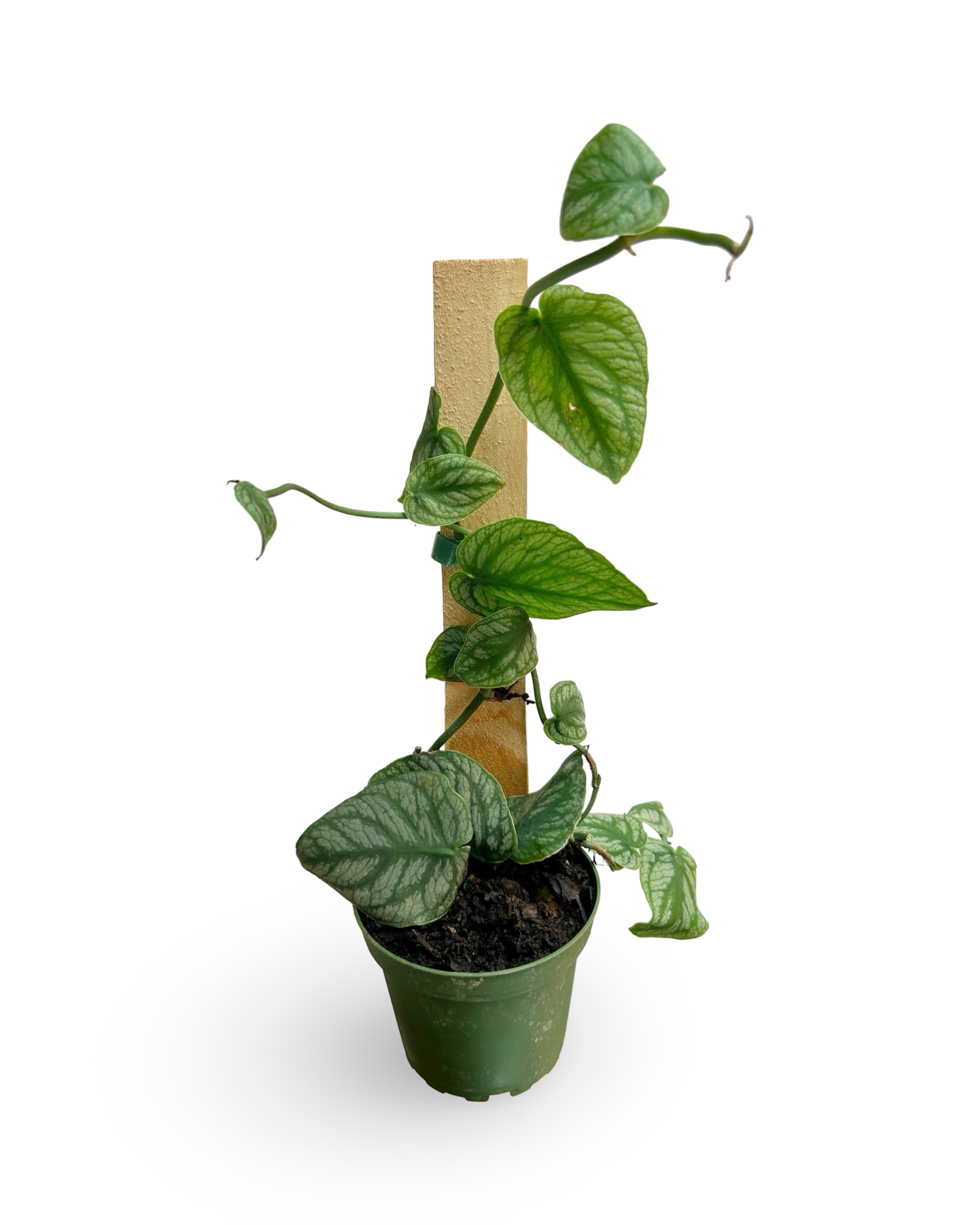 4" Monstera dubia 'Shingle Plant'