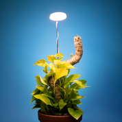 Adjustable LED Plant Light by Mossify