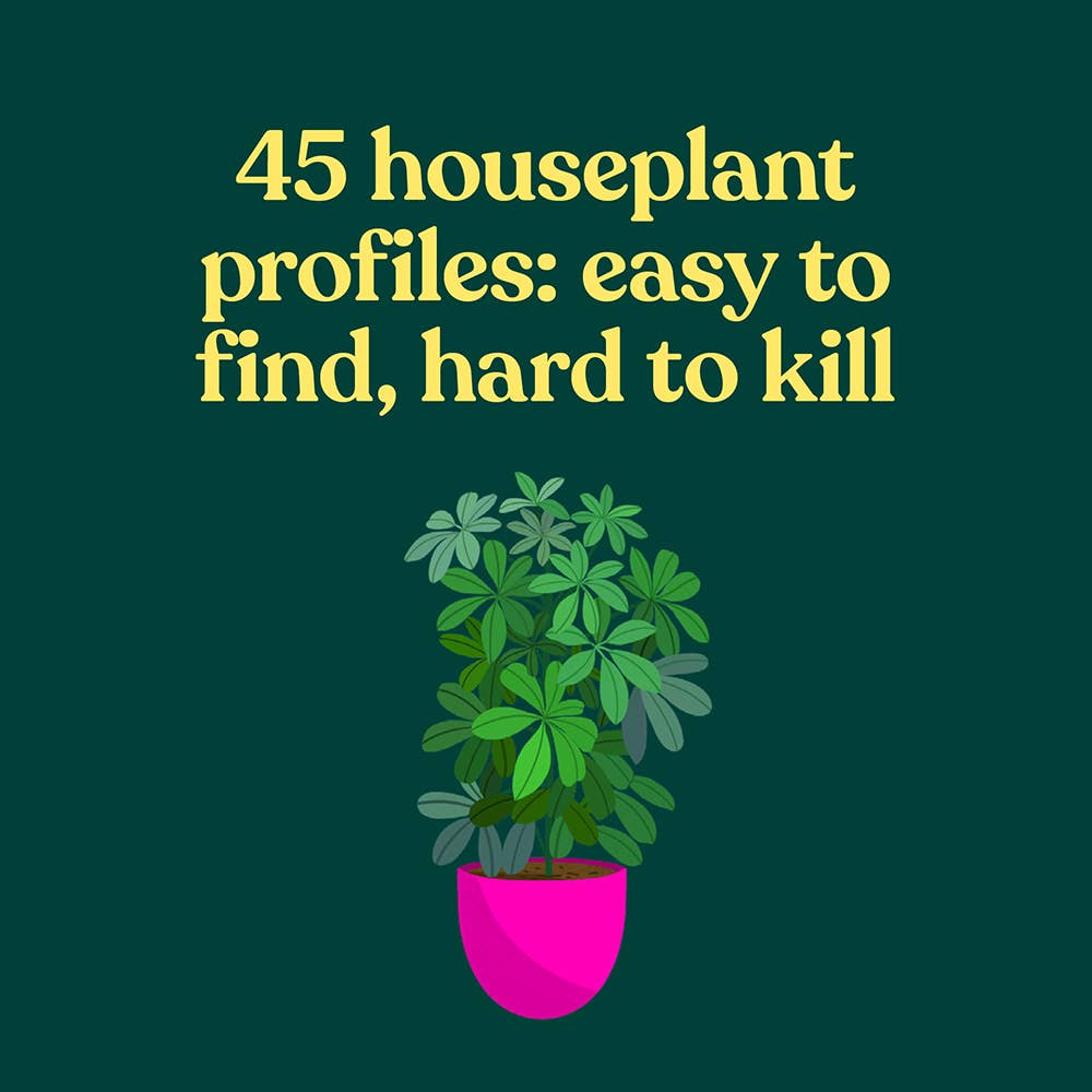 The Green Dumb Guide to Houseplants – Easy, Hard-to-Kill Plants for Beginners