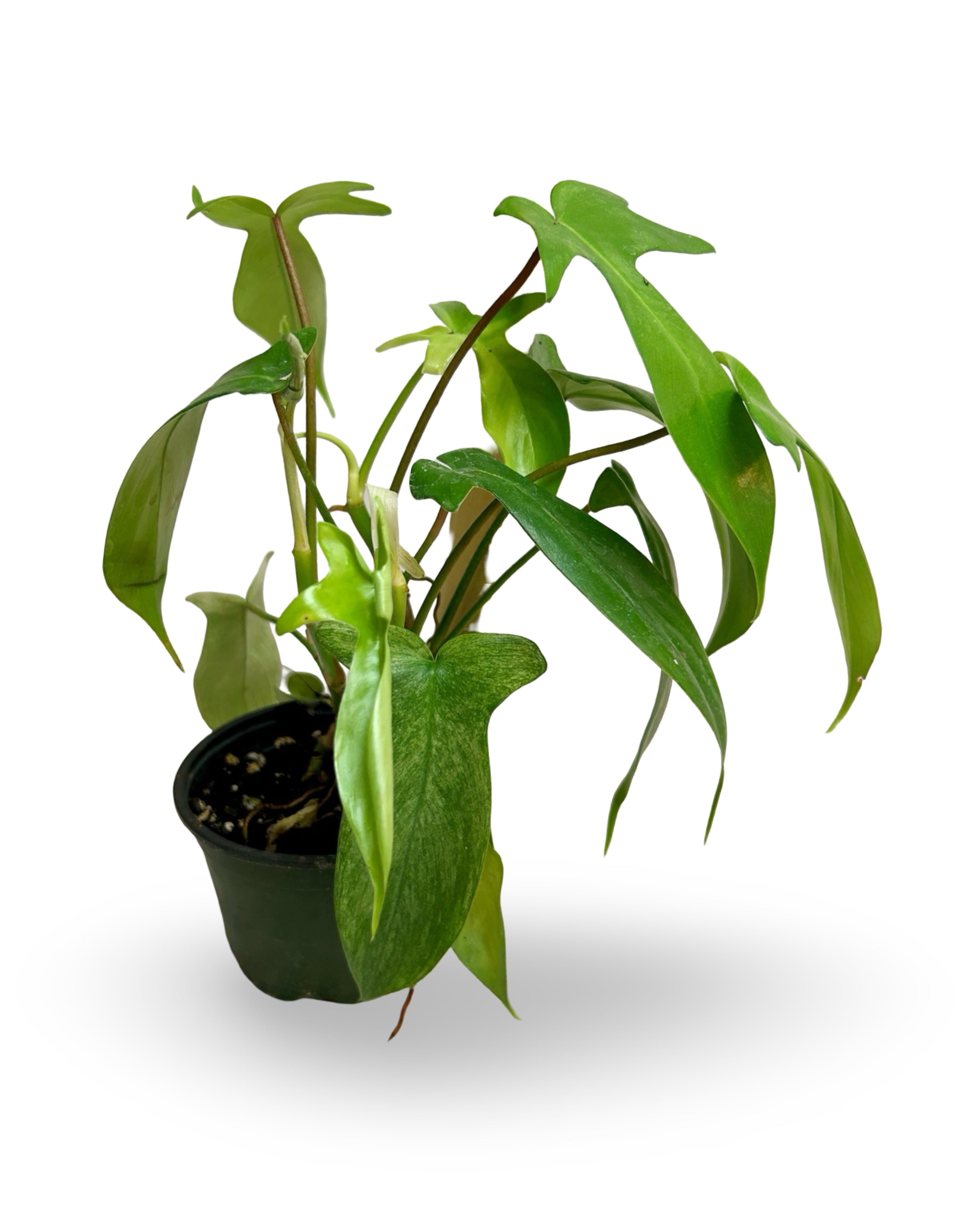 4” Philodendron Florida Ghost