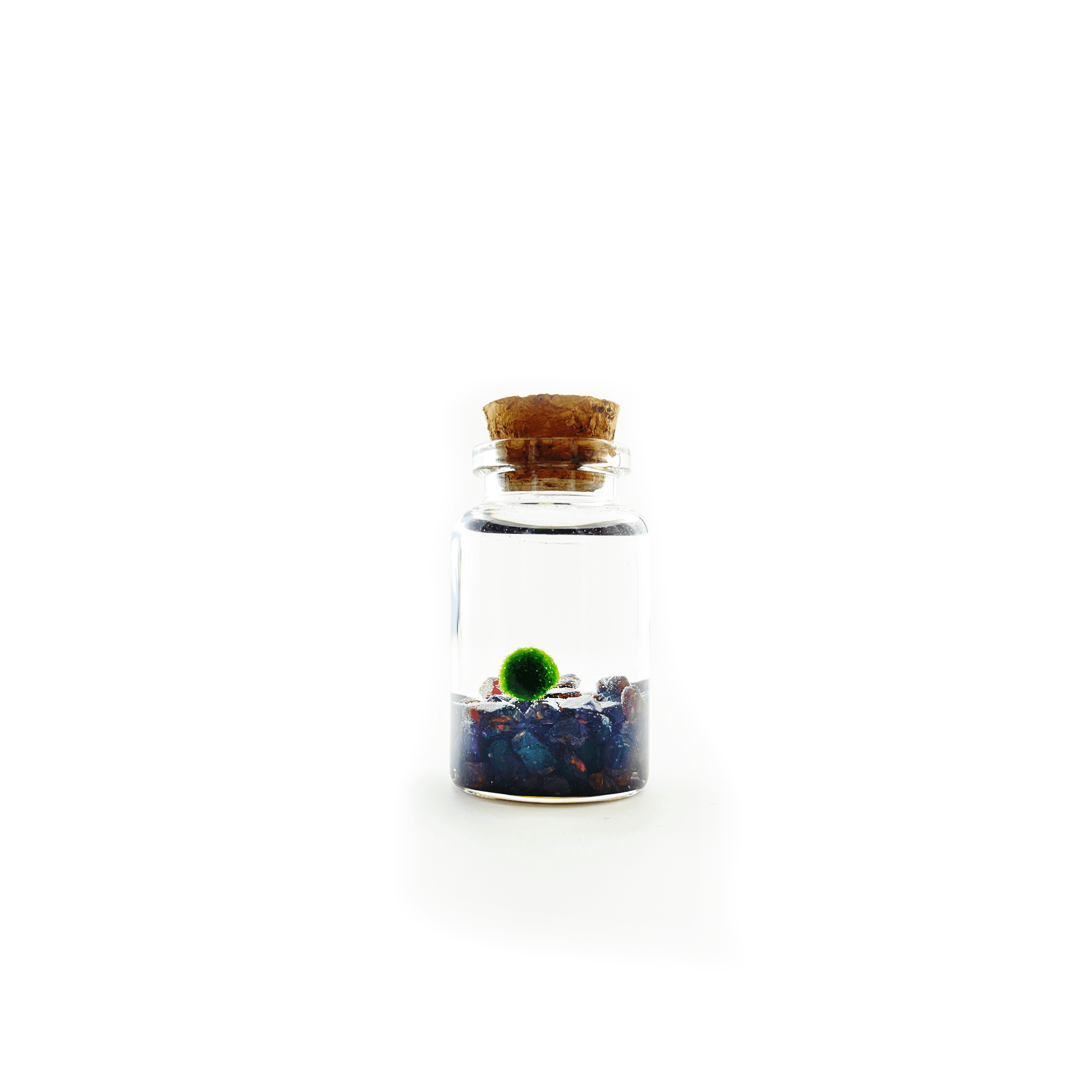 Moss Amigo Pet Plant - Nino Size with Garnet