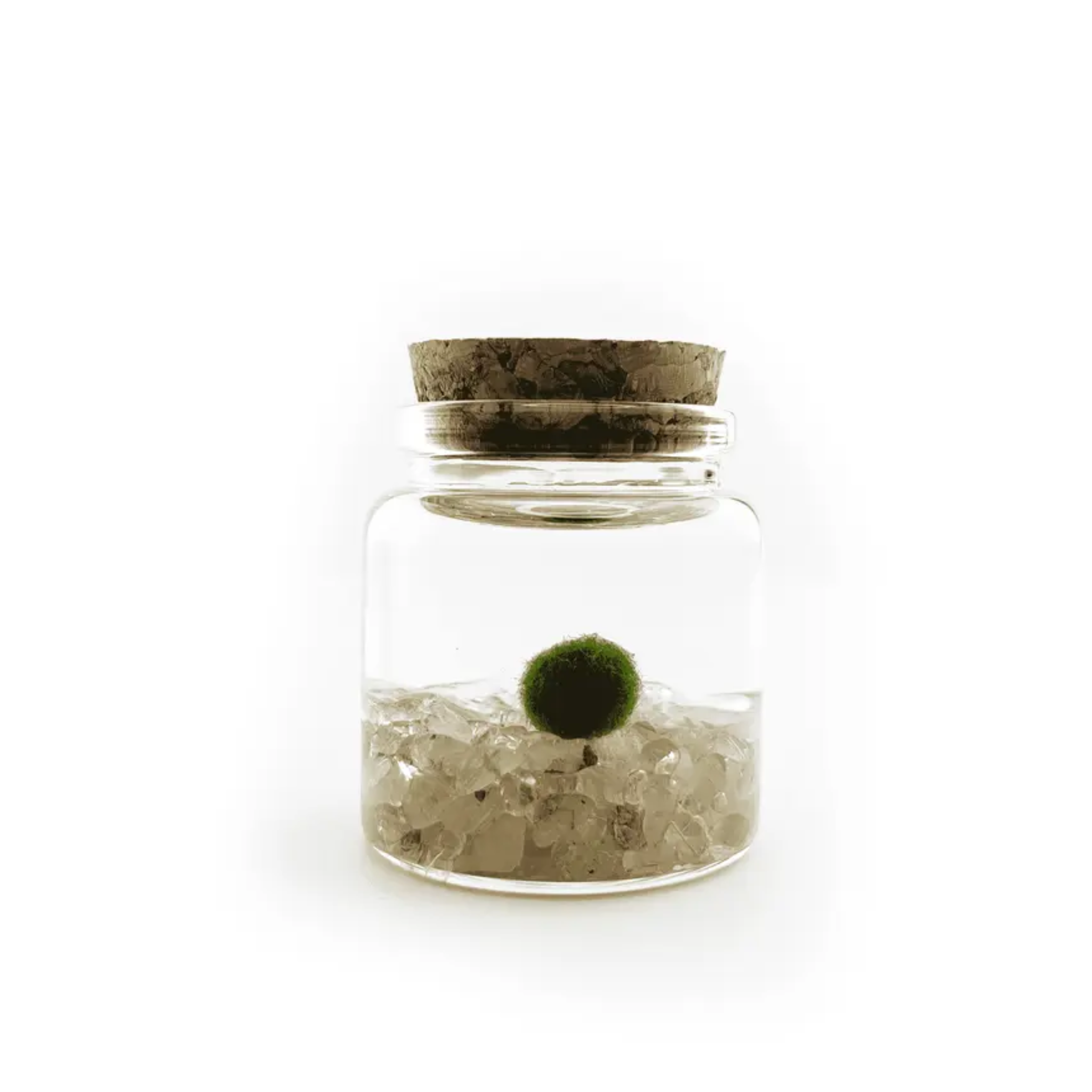 Moss Amigo Pet Plant - Rico Size with Golden Quartz