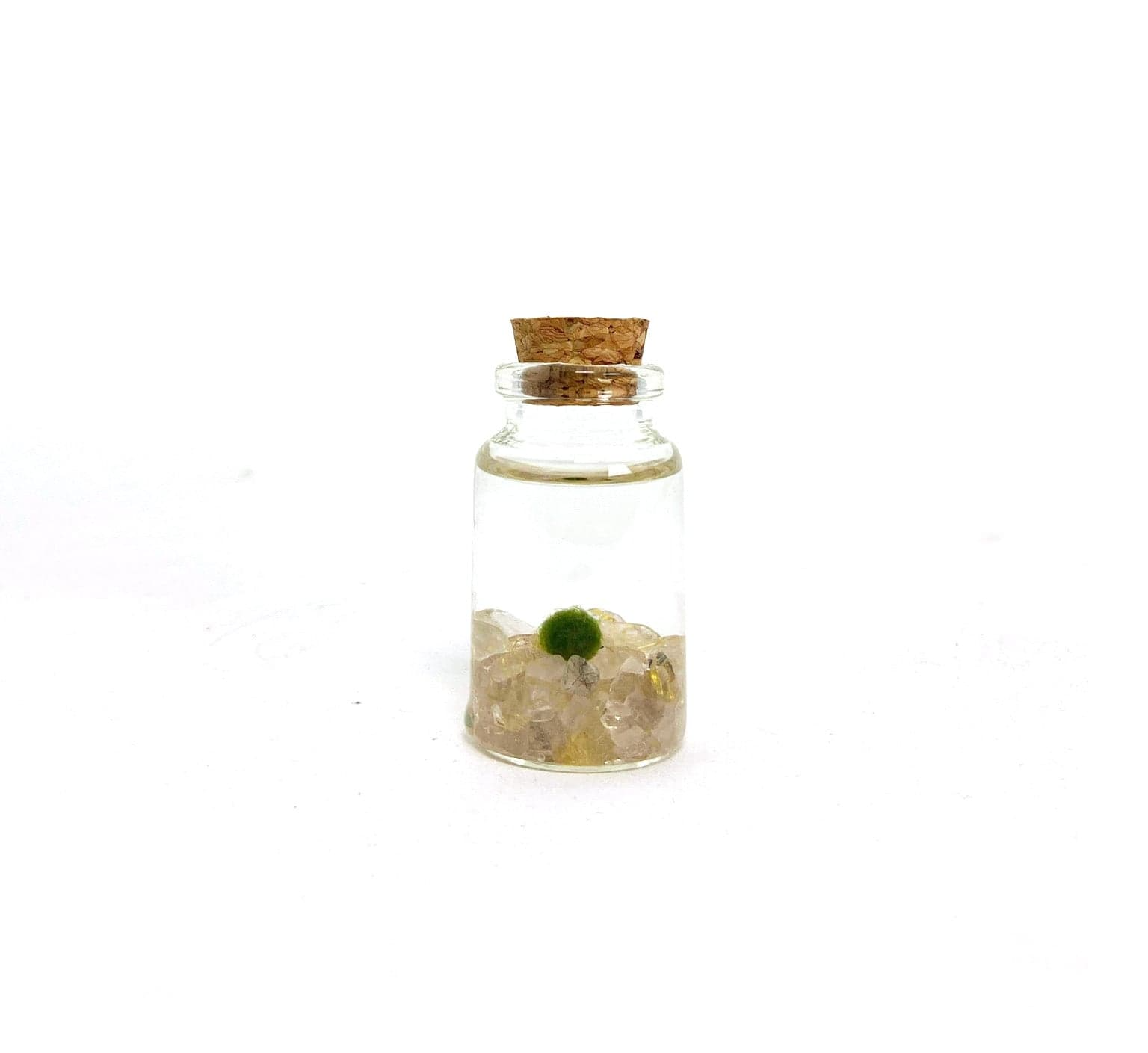Moss Amigo Pet Plant - Nino Size with Golden Quartz