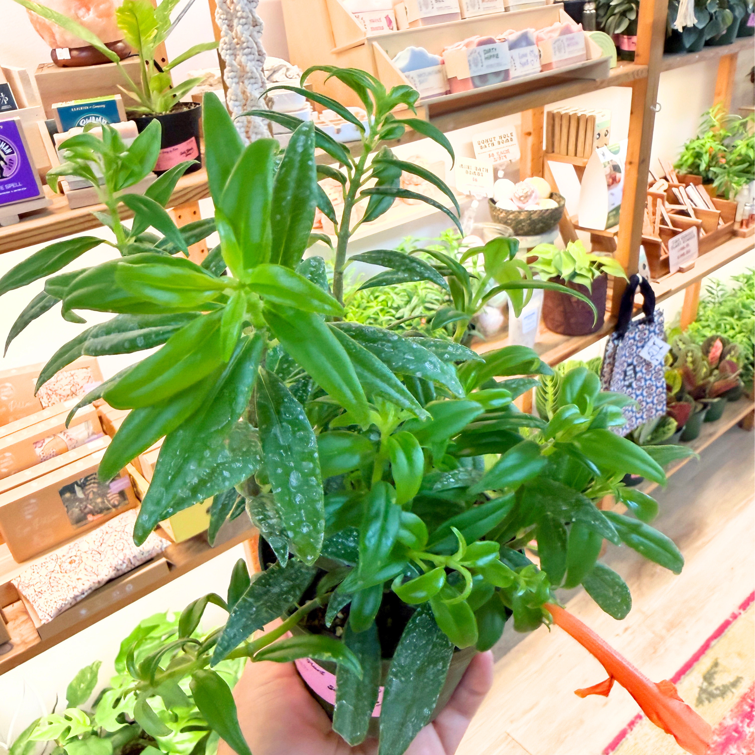 Columnea 'Goldfish Plant'
