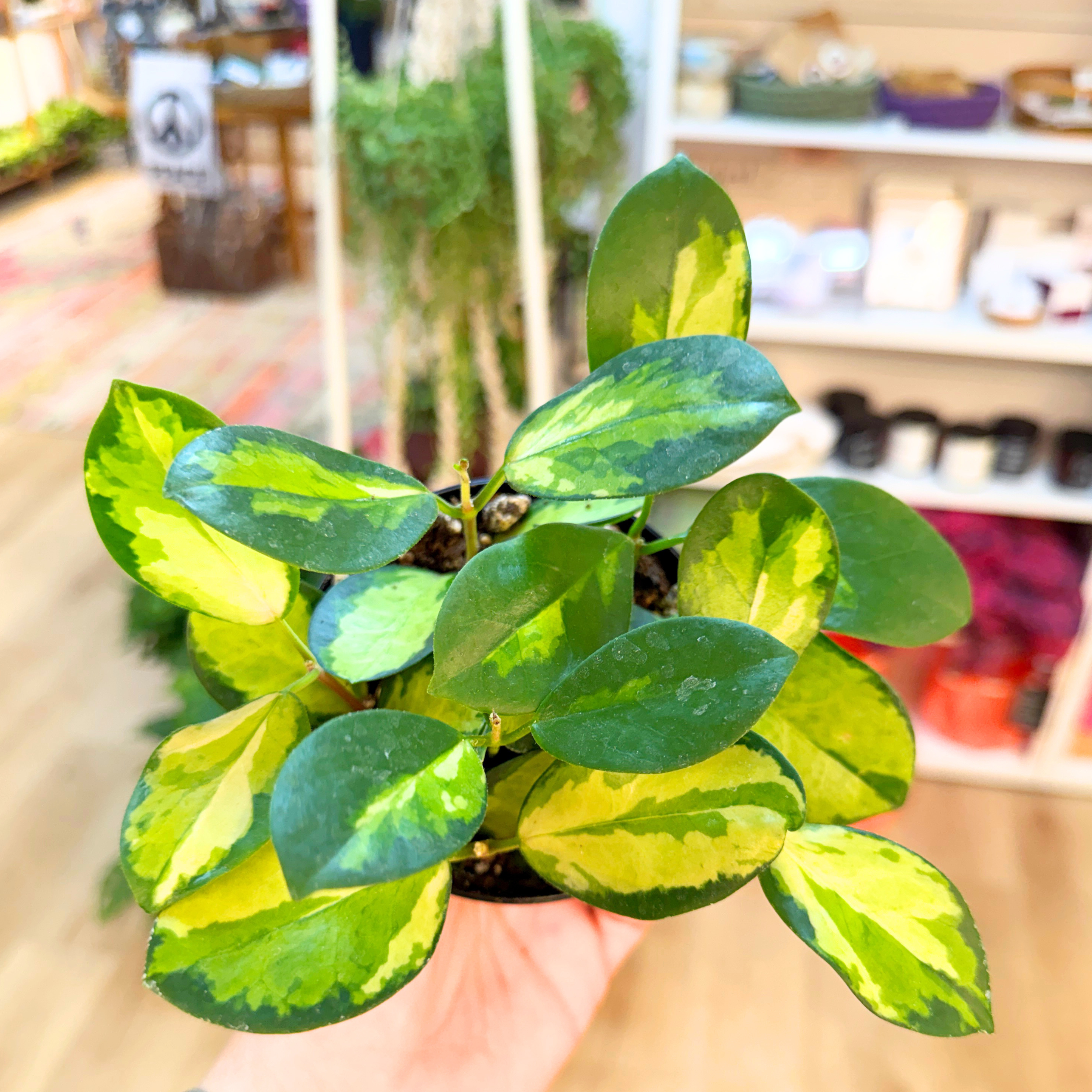 hoya-australis.png