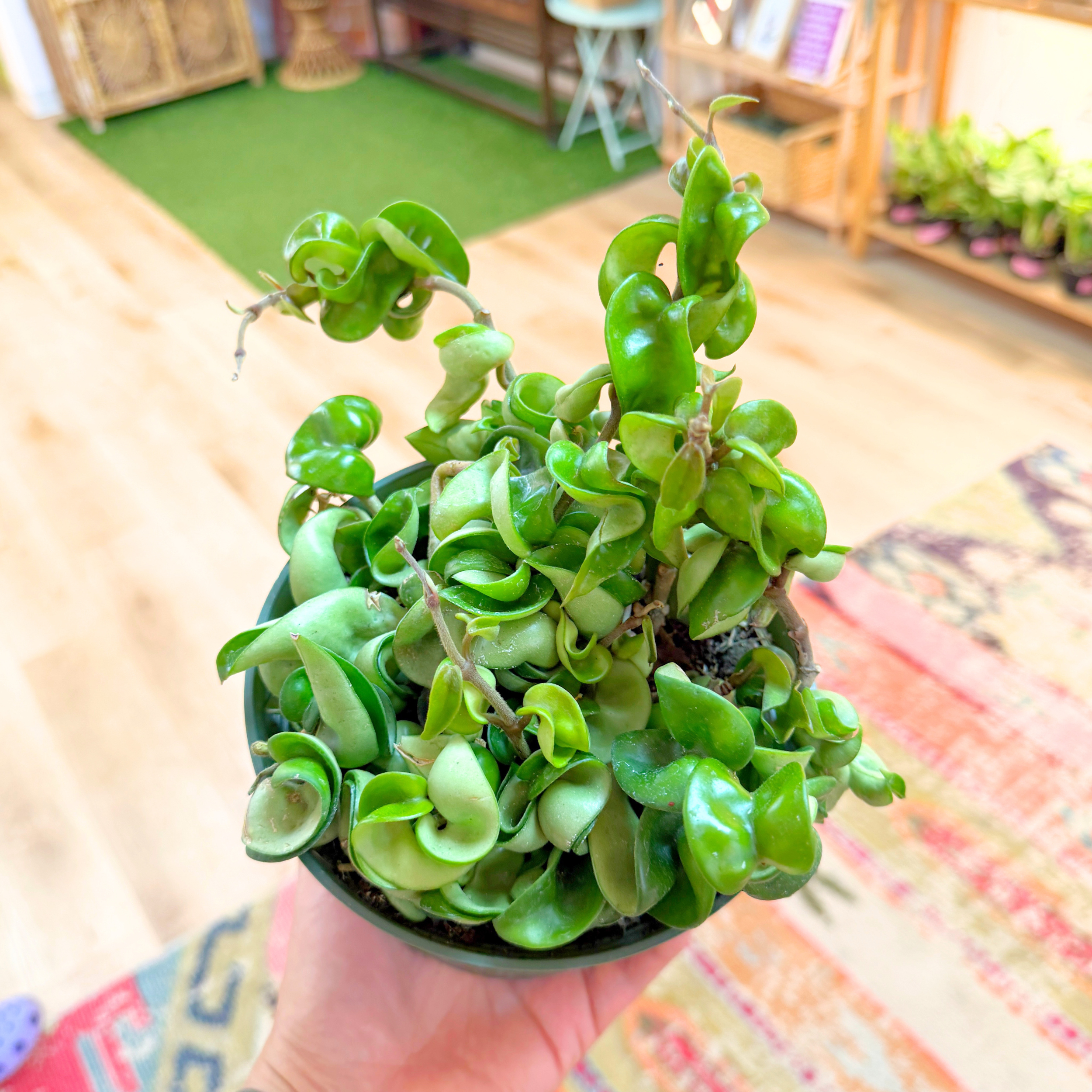 Hoya Compacta 'Rope Plant'
