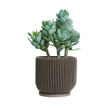  IONIC™ Brown Succulent Pot: Large