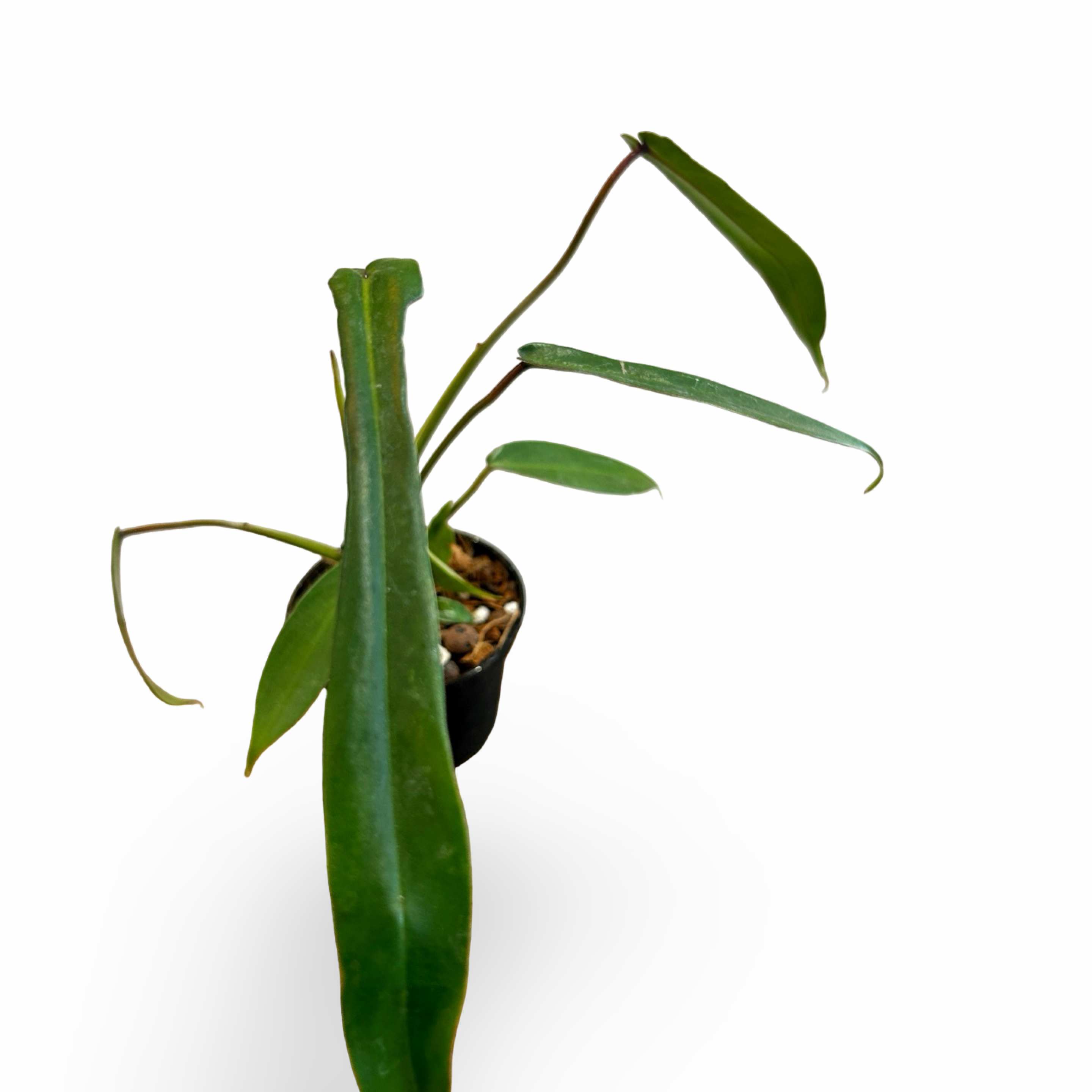 joepii.png