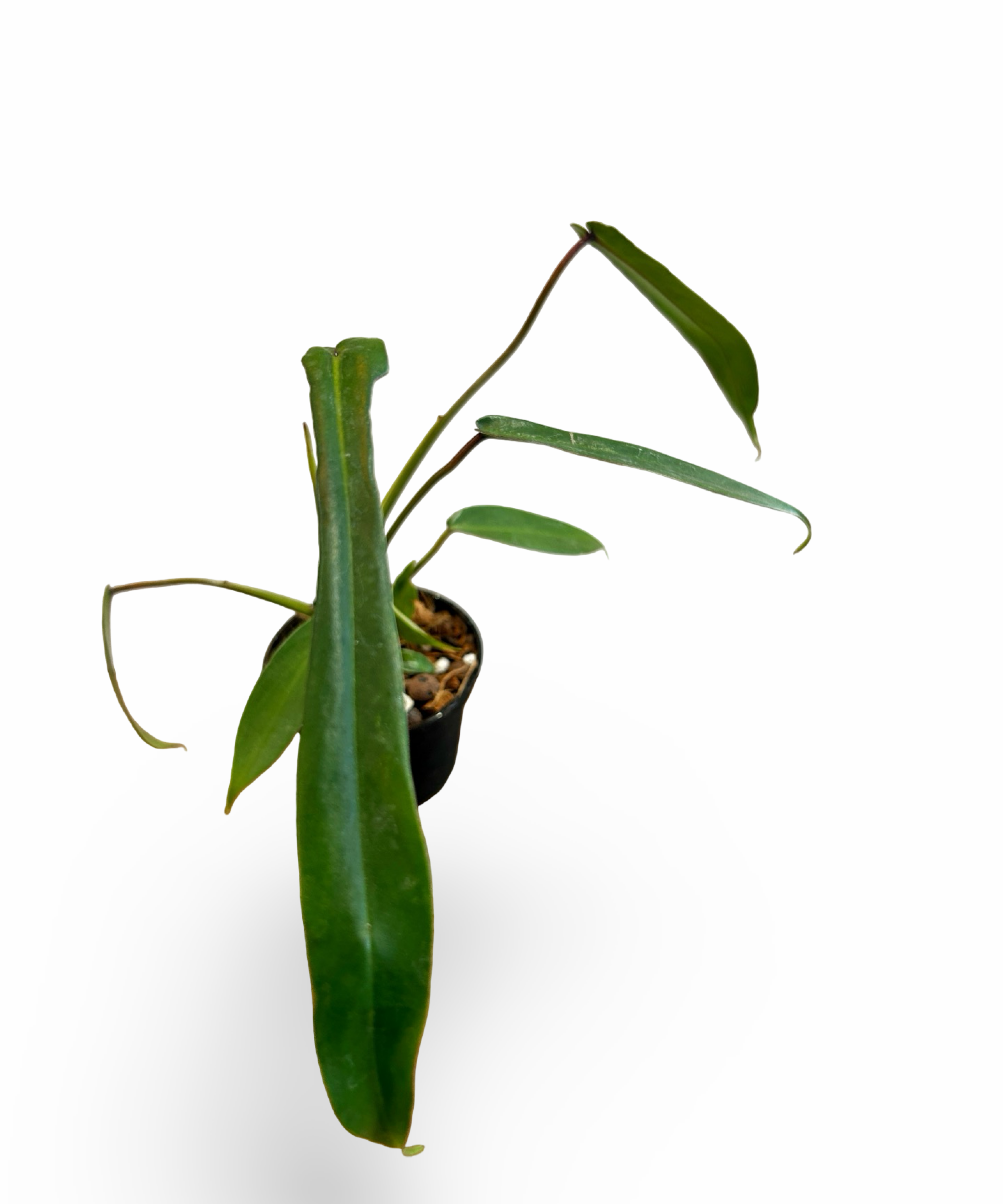 joepii.png