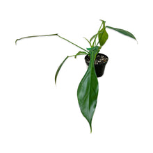  4" Philodendron ‘Joepii’