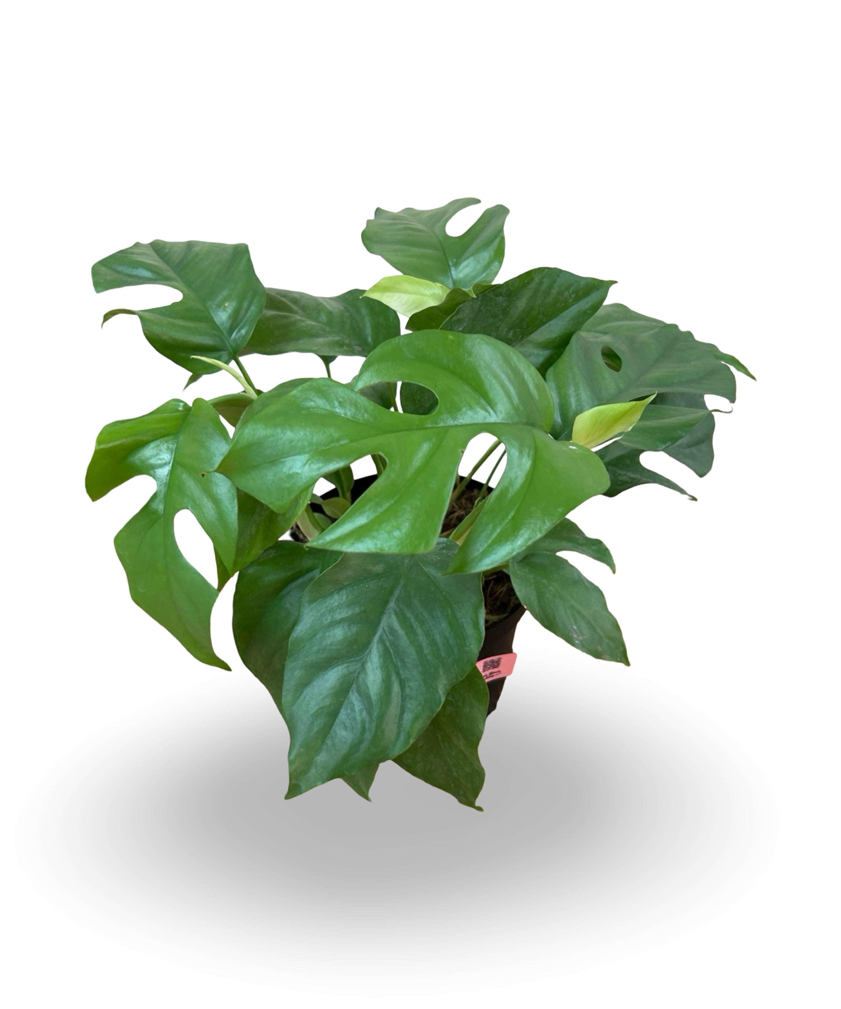 julyplants_10_5dd8604f-cbf0-4ac7-bbd7-0b66a0eff256.jpg