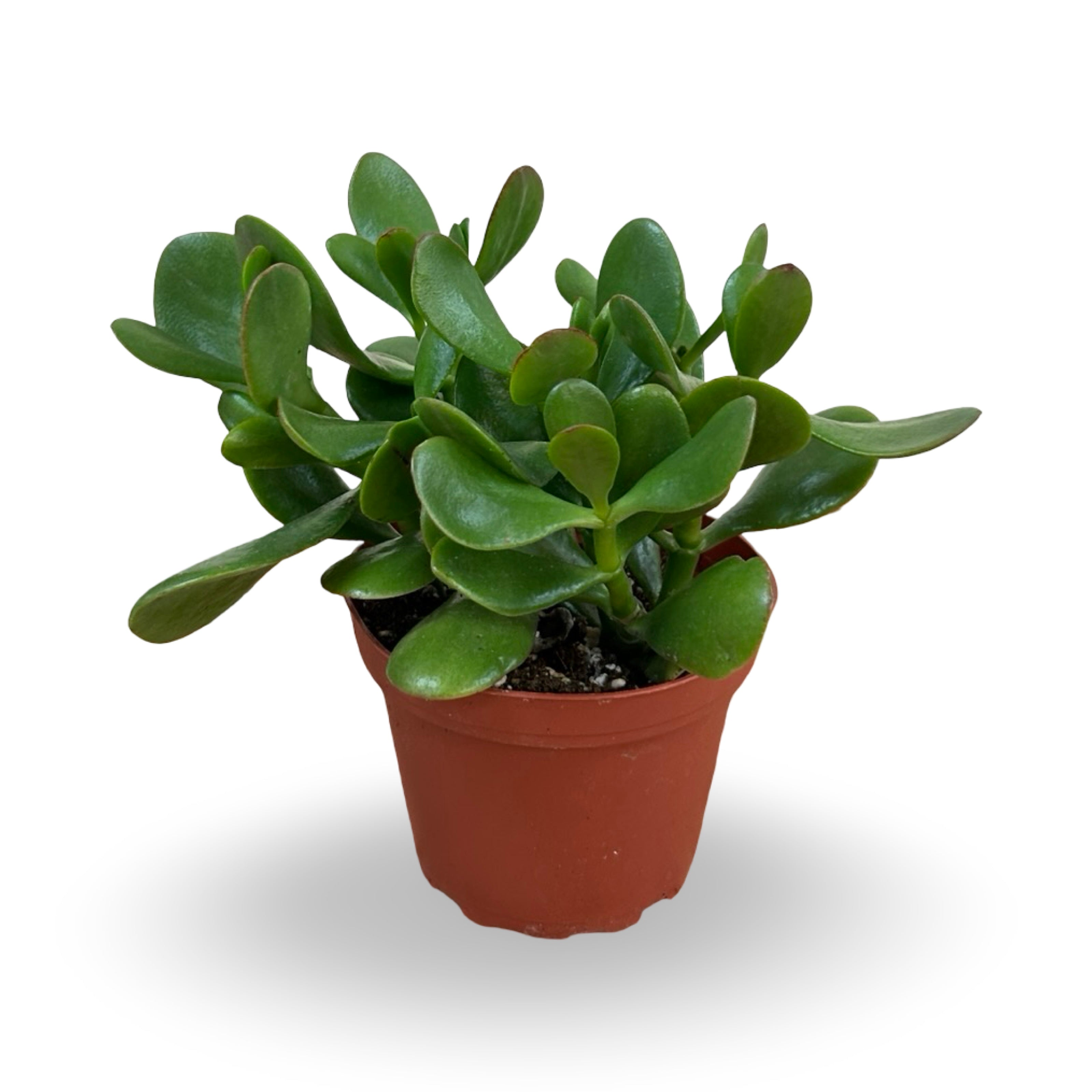 julyplants_14.jpg