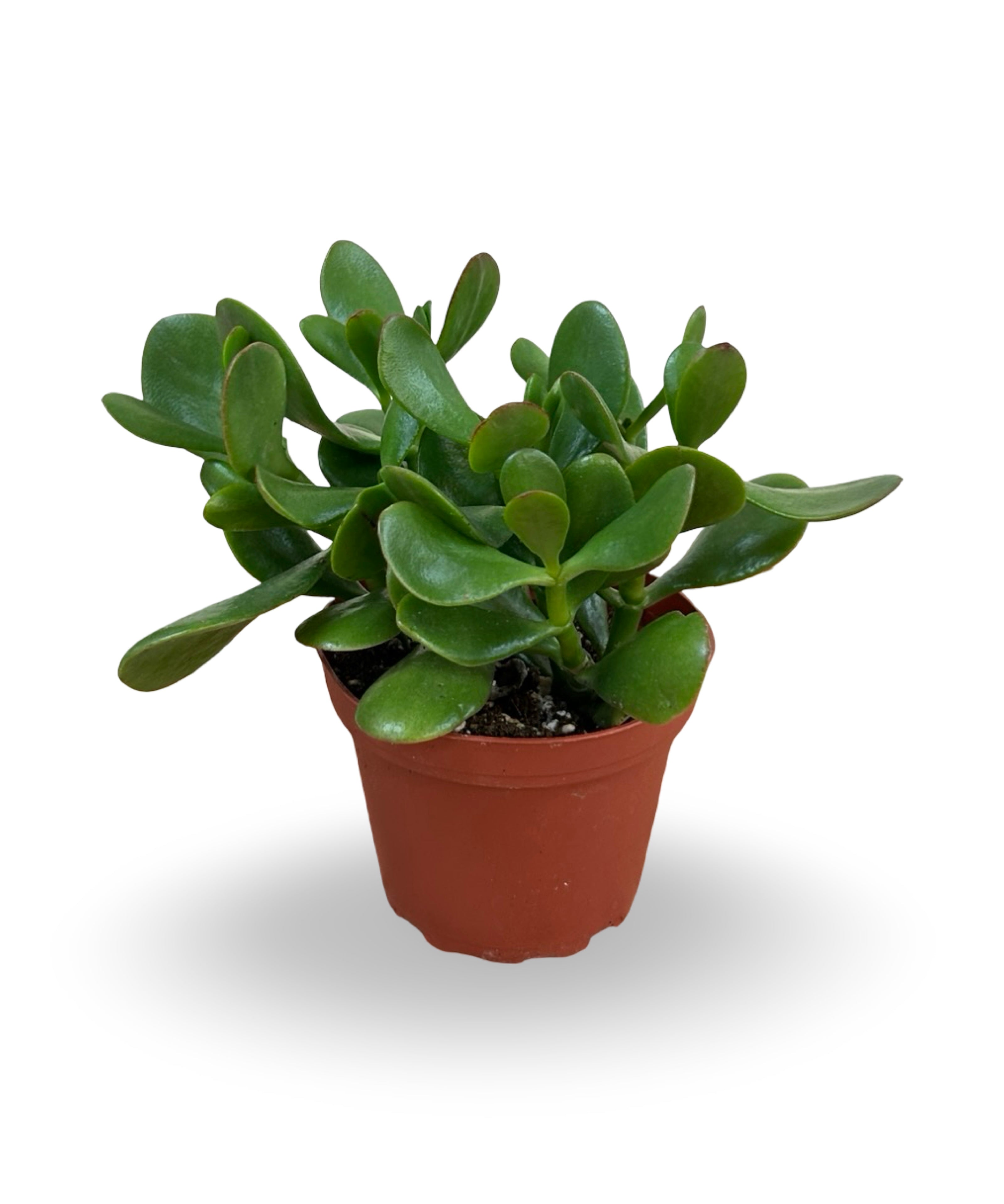 julyplants_14.jpg