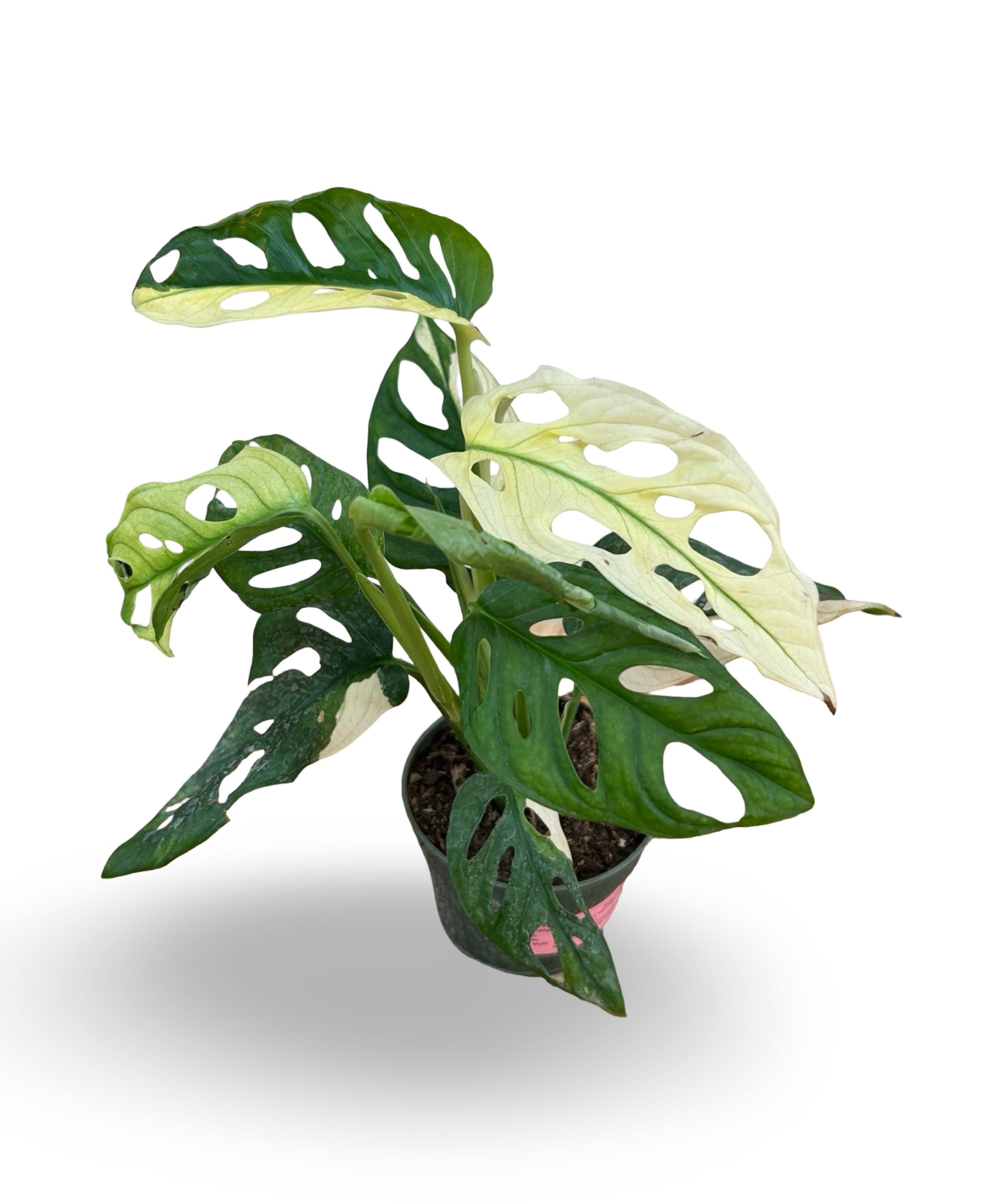julyplants_4_a1eb5dd0-3abc-46a6-ae0a-77fc2797c6fe.jpg
