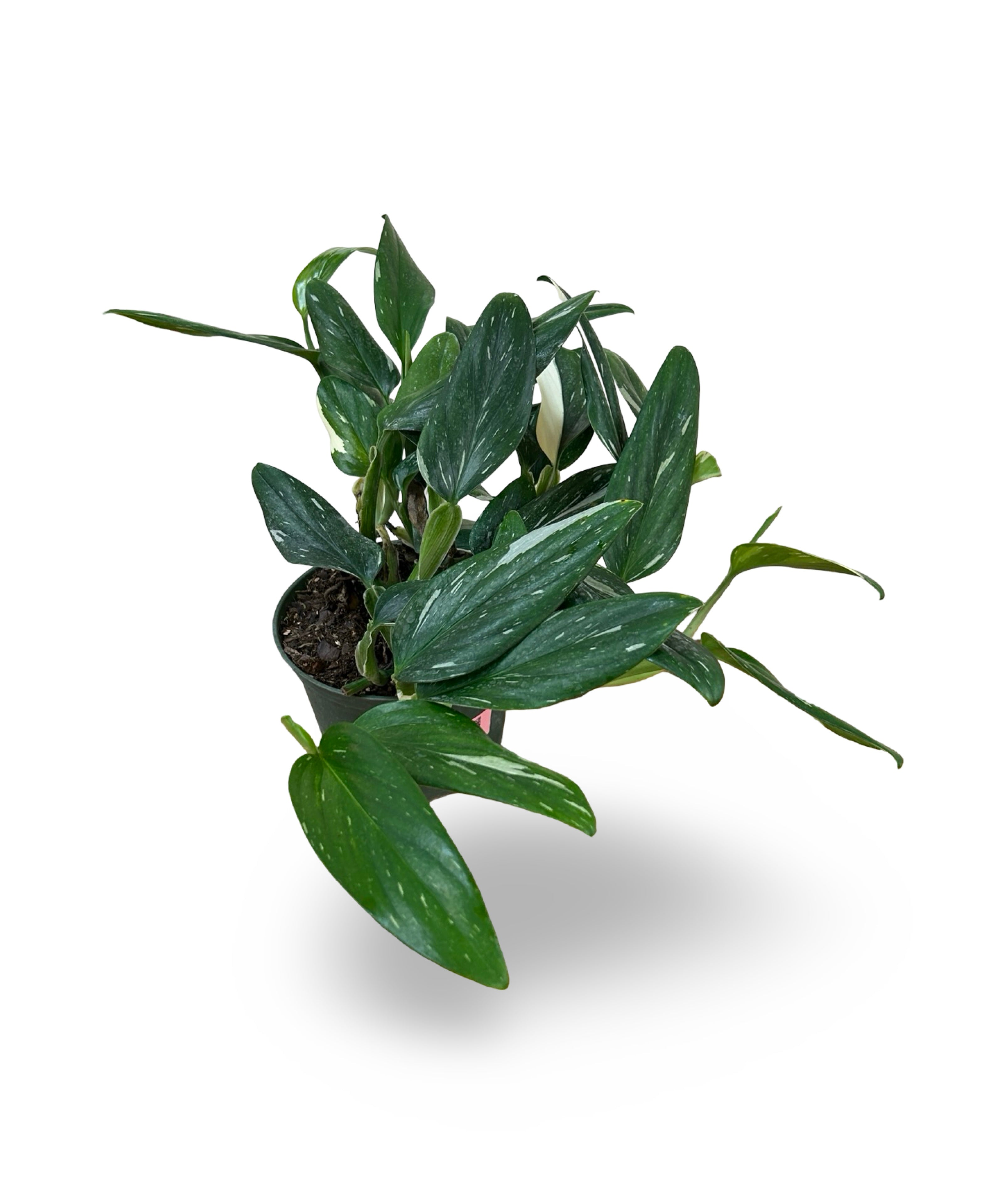 julyplants_6_912f7dbf-a1a8-4c3a-8fda-d3fb9ce6db57.jpg